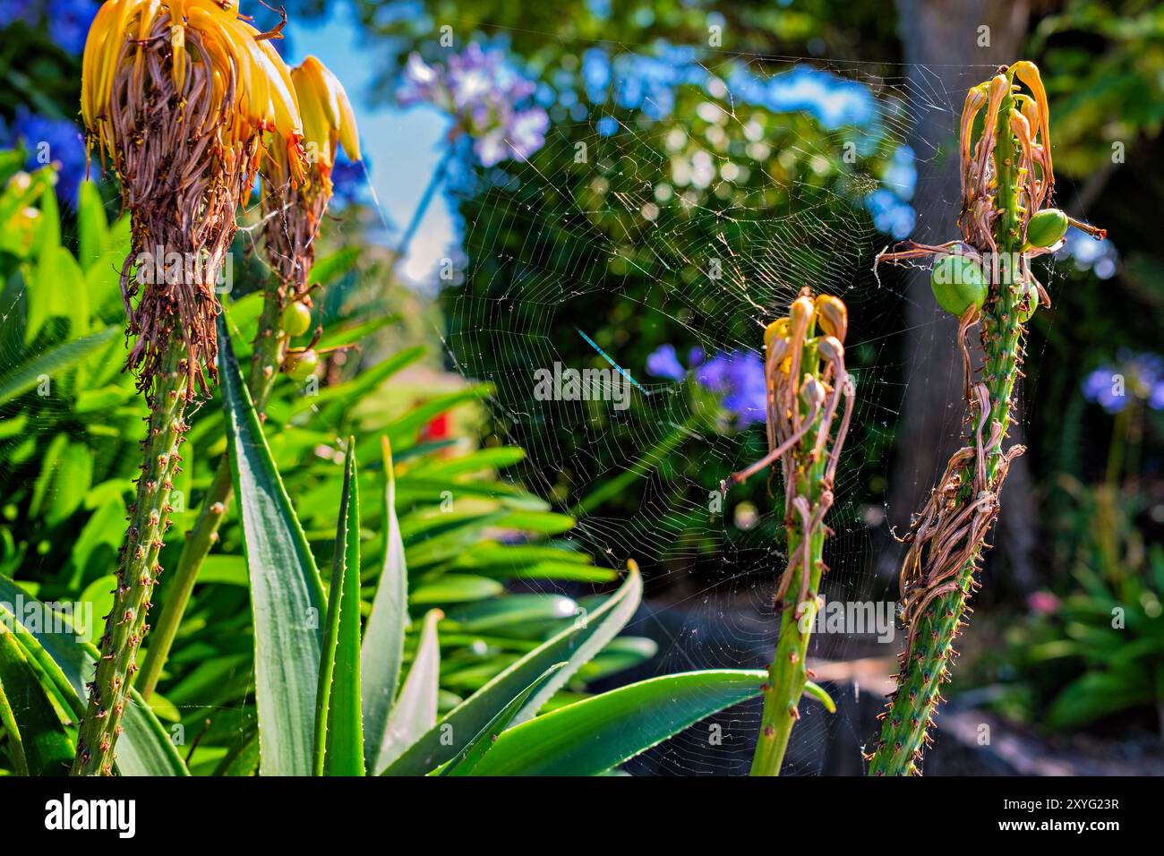 Toile d'araignée entre les têtes de fleurs mortes en plein soleil avec fond défocalisé Banque D'Images