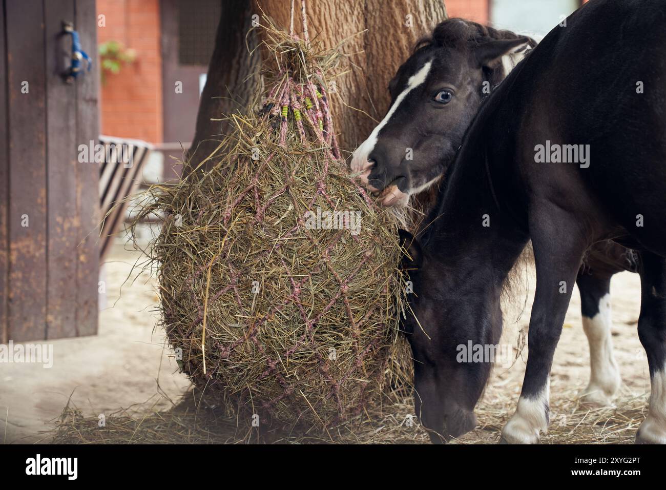 Gros plan des têtes de deux chevaux nains américains mangeant du foin dans un espace clos derrière une clôture. Chevaux qui ont un endroit pour copier. Photo de haute qualité Banque D'Images