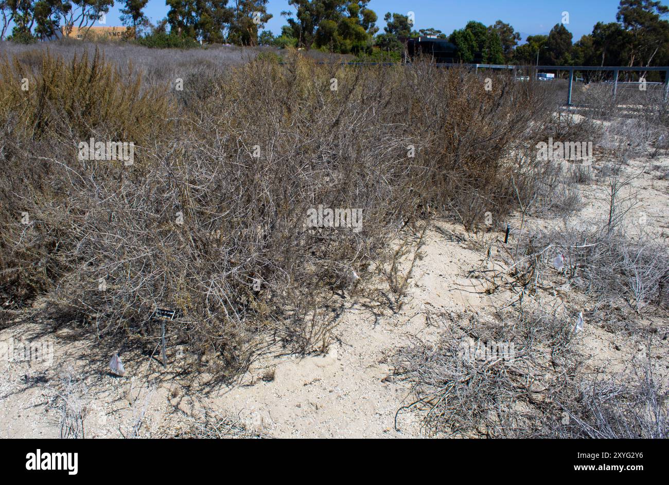 paysage désertique brun et feuillage Banque D'Images