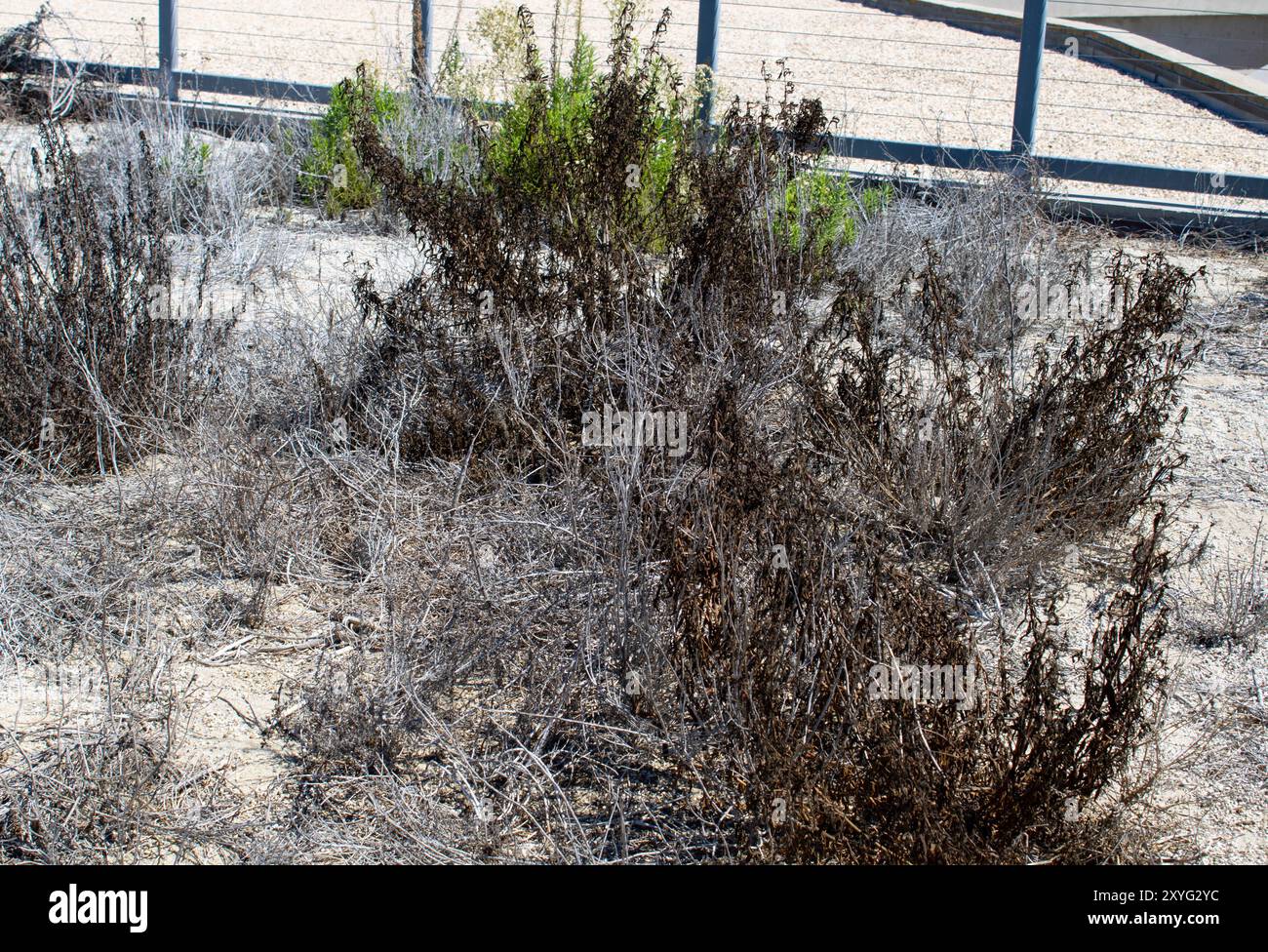 paysage désertique brun et feuillage Banque D'Images