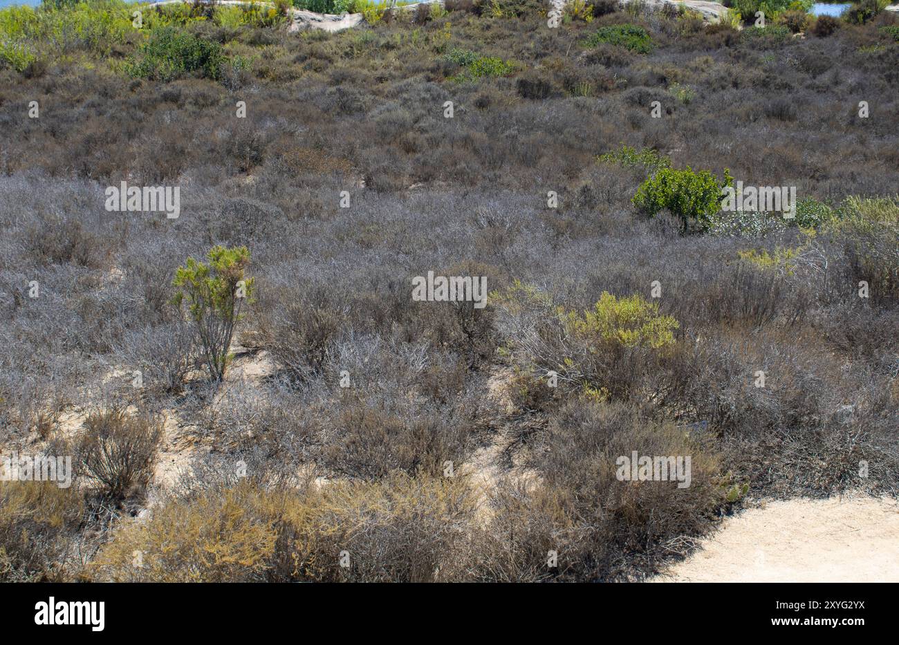 paysage désertique brun et feuillage Banque D'Images
