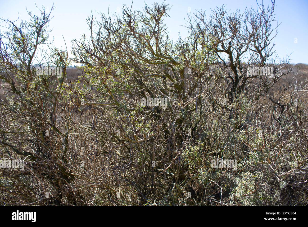paysage désertique brun et feuillage Banque D'Images