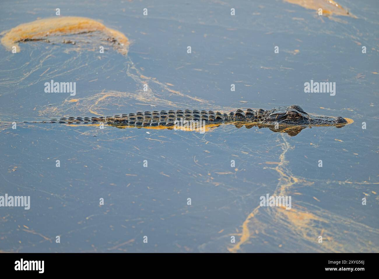 Jeune alligator nageant dans les eaux enduites de pollen dans le Ernest F. Hollings ACE Basin National Wildlife refuge en Caroline du Sud Banque D'Images