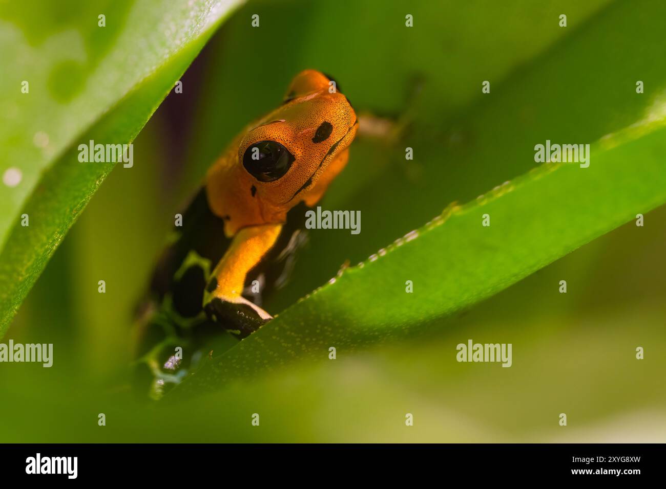 Grenouille fantastique, Ranitomeya fantastica, une espèce de la famille des Dendrobatidae. Banque D'Images