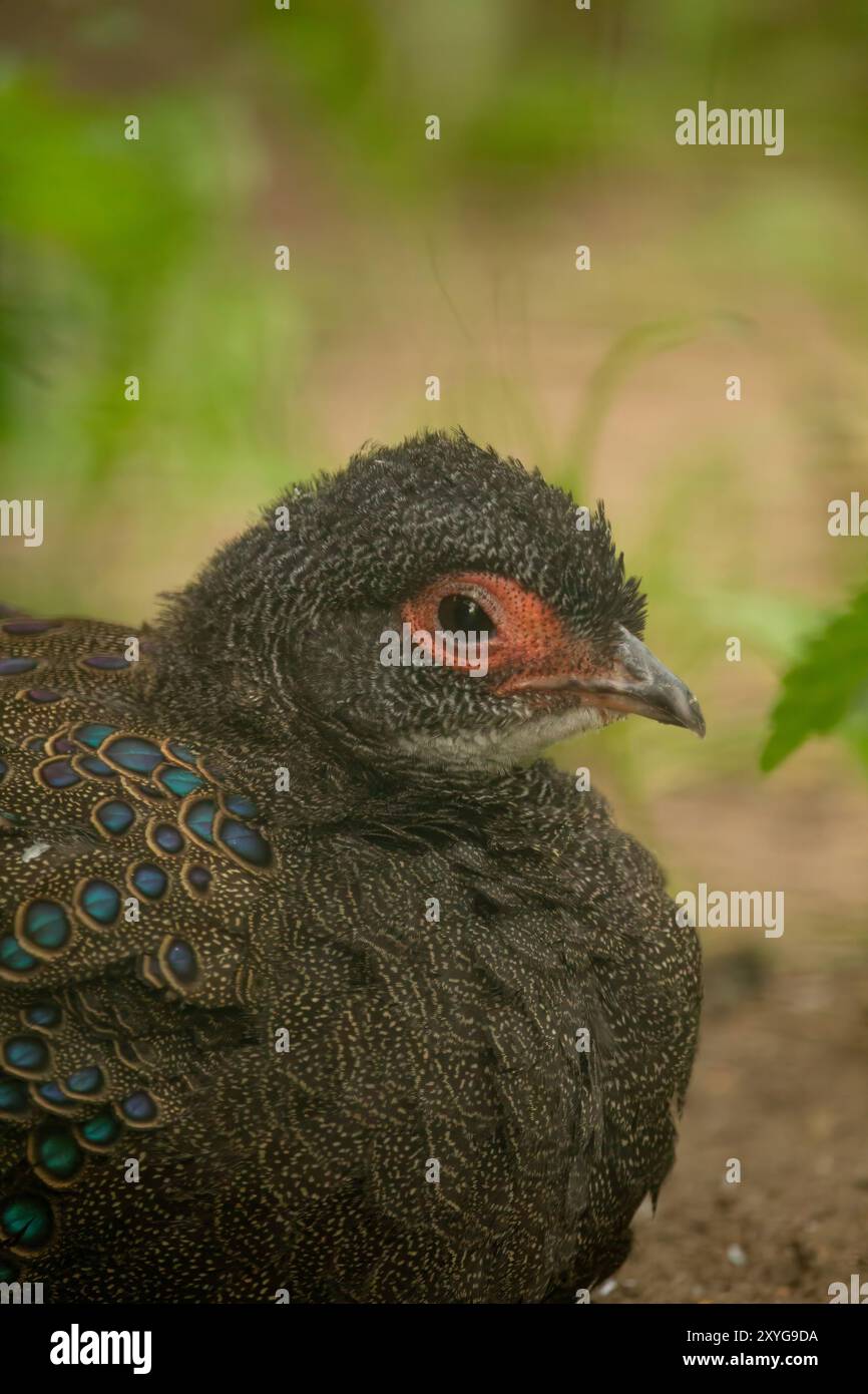 Le faisan de paon malais (Polyplectron malacense) est un faisan de taille moyenne de la famille galliforme Phasianidae. Banque D'Images