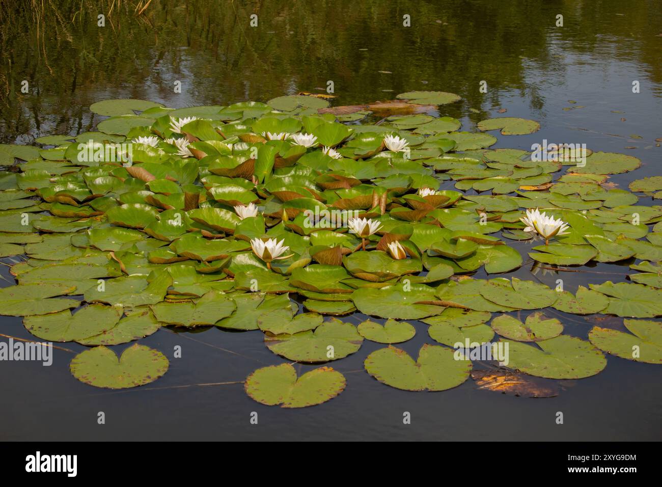 Nymphaea alba également connu sous le nom de rose d'eau blanche européenne de nénuphar blanc ou nenuphar blanc. Banque D'Images