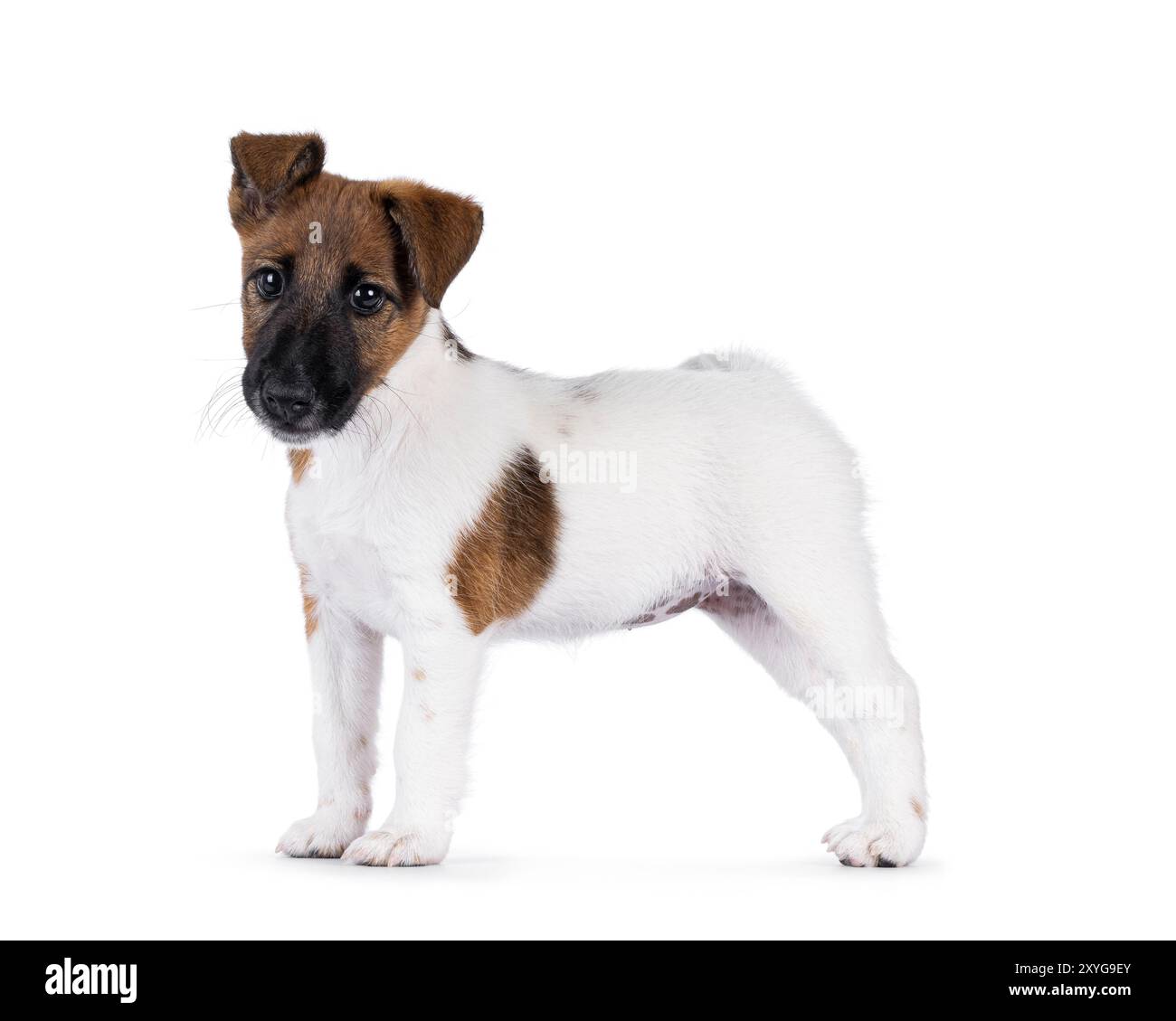 Chiot Fox Terrier doux et mignon, debout sur le côté. Regardant vers la caméra avec des oreilles irrégulières drôles. Isolé sur fond blanc. Banque D'Images