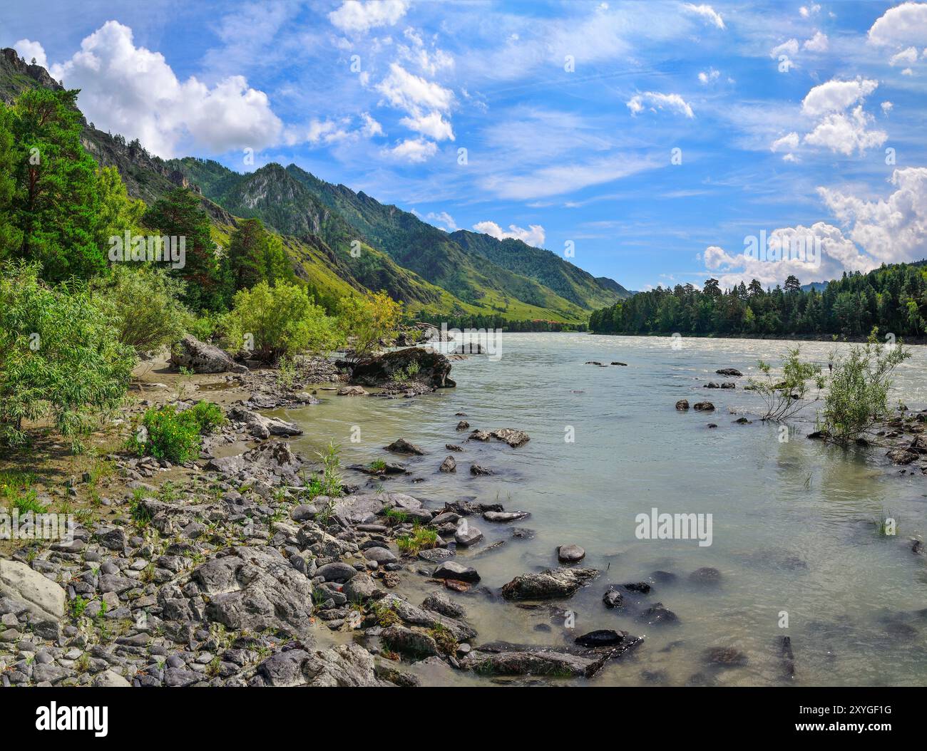 Rivière de montagne rapide Katun en journée d'été ensoleillée, montagnes de l'Altaï. Vue panoramique sur les rives pierreuses avec des rochers et la forêt verte. Beauté de na Banque D'Images