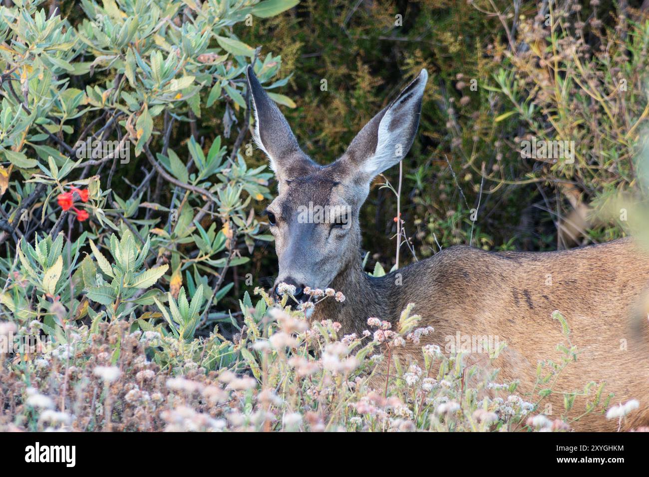 Cerf mulet de Californie mangeant du sarrasin sauvage et d'autres plantes. Photographie prise près de Simi Valley en Californie. Banque D'Images