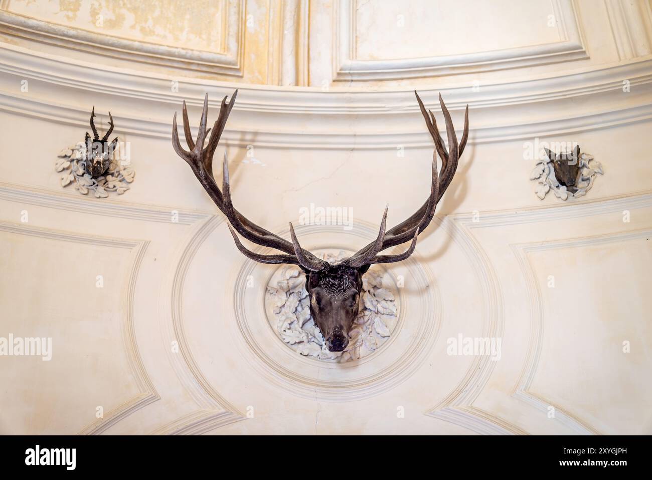 Trophée de chasse de la salle des cerfs du Palais de Pena Sintra Portugal // SINTRA, Portugal — la salle des cerfs du Palais de Pena présente des trophées de chasse et un décor romantique qui reflètent les traditions royales de chasse de la cour portugaise du XIXe siècle. La chambre présente des éléments architecturaux médiévaux et gothiques caractéristiques du design éclectique du palais. Le palais de Pena, construit au milieu du XIXe siècle pour le roi Ferdinand II, est l'une des résidences royales les plus distinctives du Portugal. Le palais et le parc environnant font partie du paysage culturel de Sintra, classé au patrimoine mondial de l'UNESCO Banque D'Images