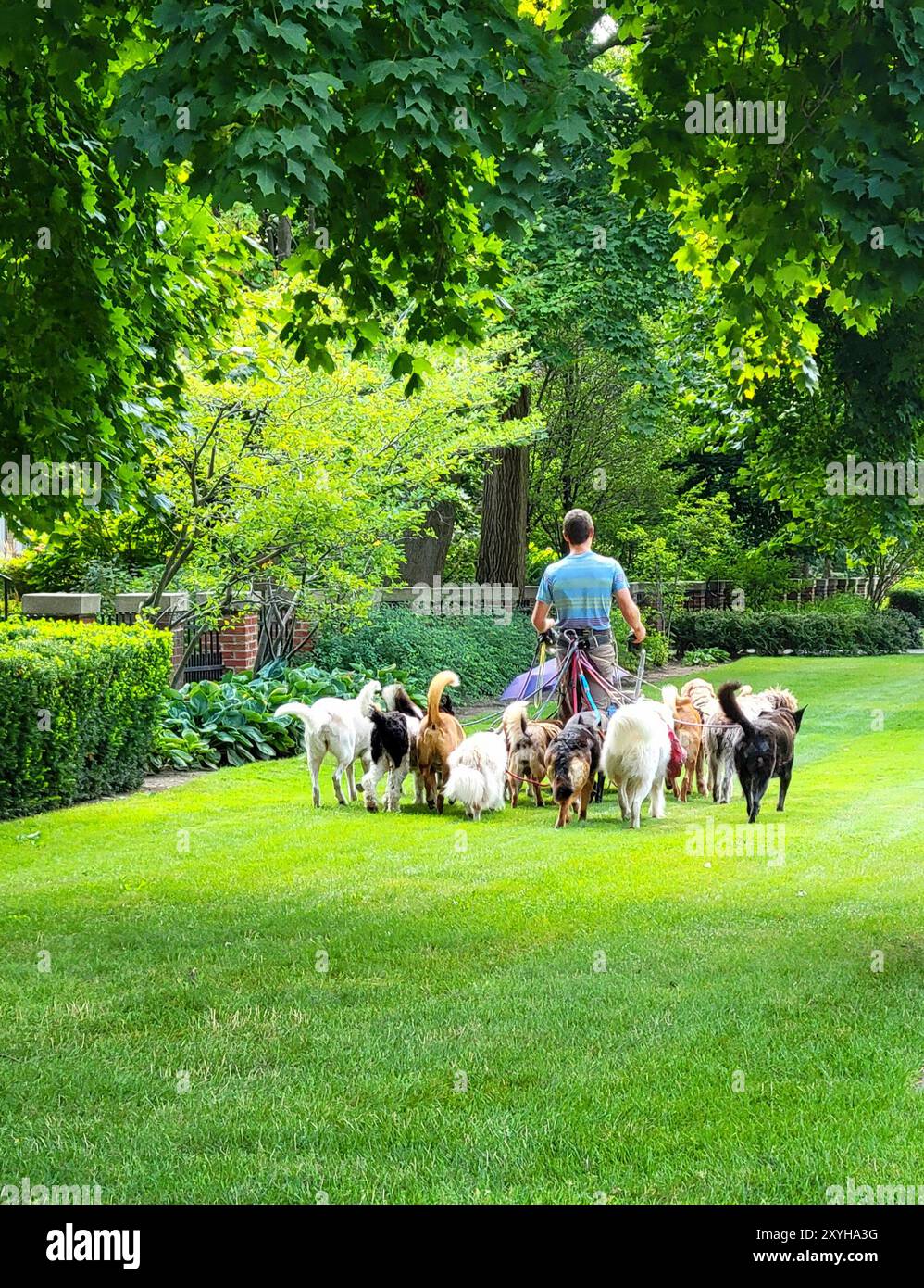 Professional Dog Walker prend 15 chiens sur leur sortie quotidienne Banque D'Images