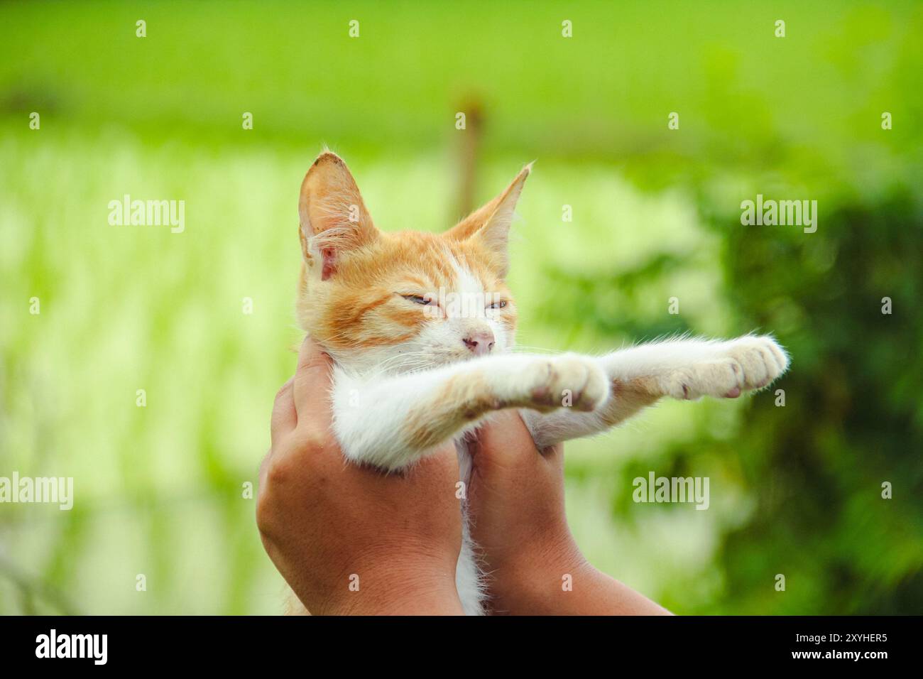 Gros plan du visage d'un chaton dans la cour avant de la maison Banque D'Images