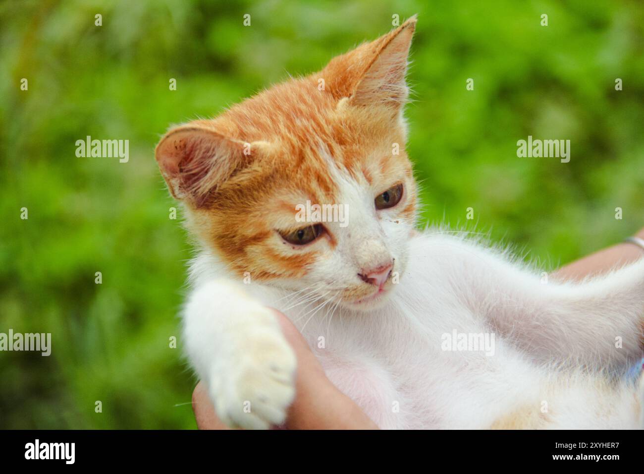 Gros plan du visage d'un chaton dans la cour avant de la maison Banque D'Images