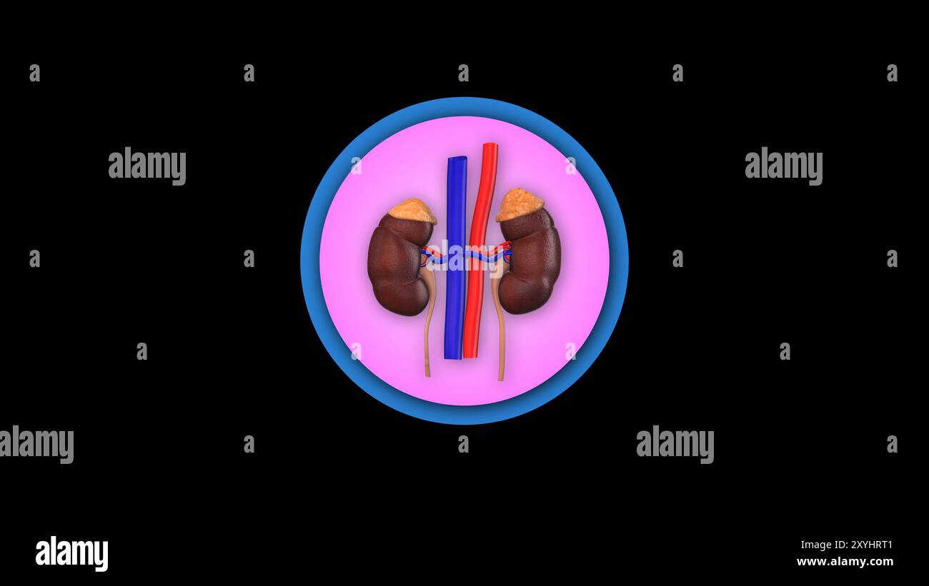 Icône d'organe de reins humains 3d isolé sur fond noir Banque D'Images