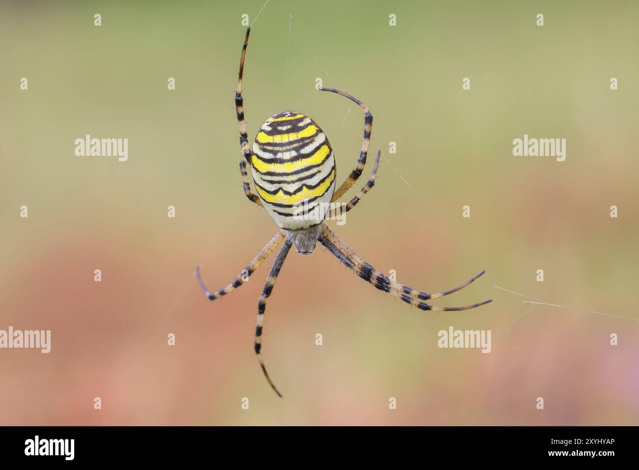 Araignée guêpe (Argiope bruennichi), également connue sous le nom d'araignée zébrée ou araignée tigre dans une toile, réserve naturelle Aschendorfer Obermoor, Wildes Moor, Emsland, Low Banque D'Images