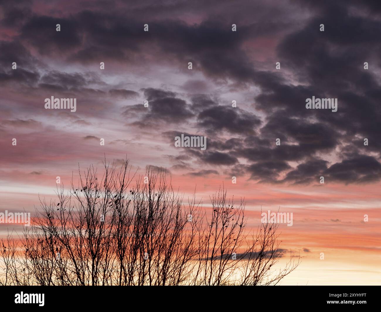 Lever de soleil avec des couleurs violettes et oranges, un arbre avec les dernières feuilles est au premier plan Banque D'Images