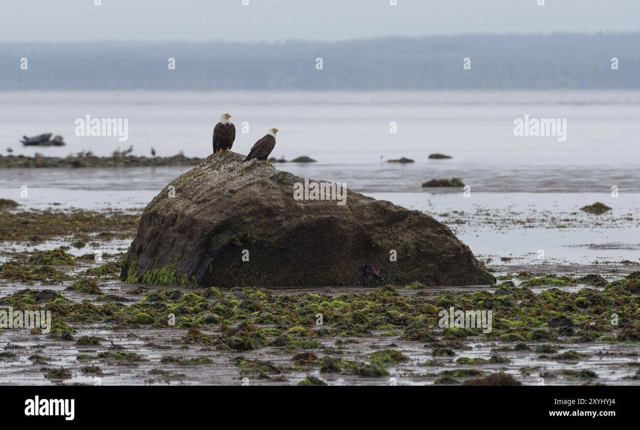 Deux aigles à tête blanche perchés sur un rocher sur la côte de l'île de Vancouver, Canada, Amérique du Nord Banque D'Images