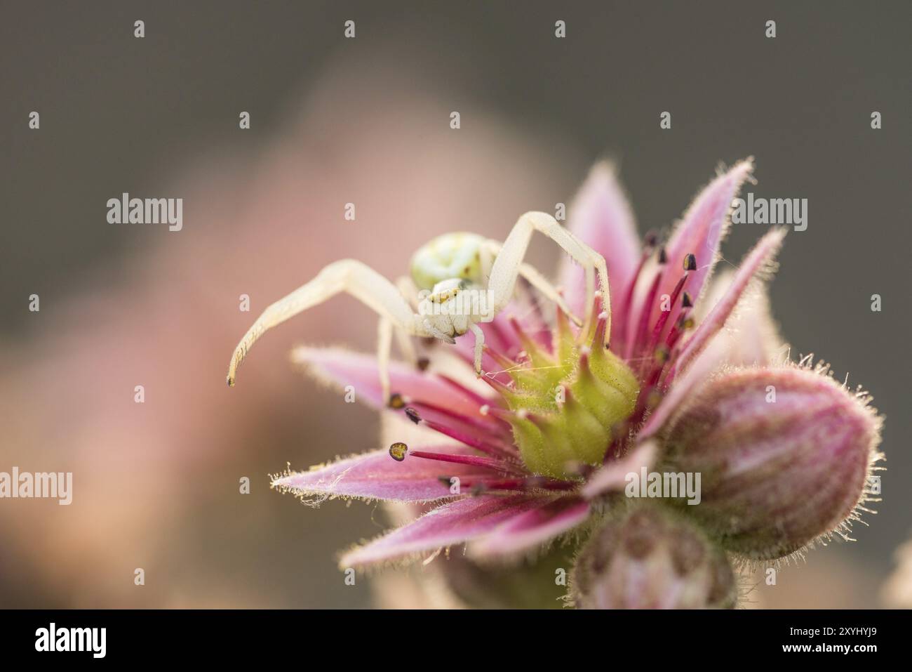 Une araignée de crabe de verge d'or attend une proie sur une fleur de maison Banque D'Images