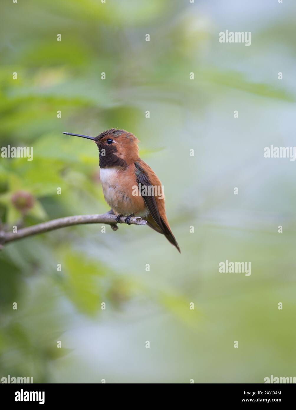 Colibri mâle du genre Red-back Cinnamon Fairy assis sur une branche Banque D'Images