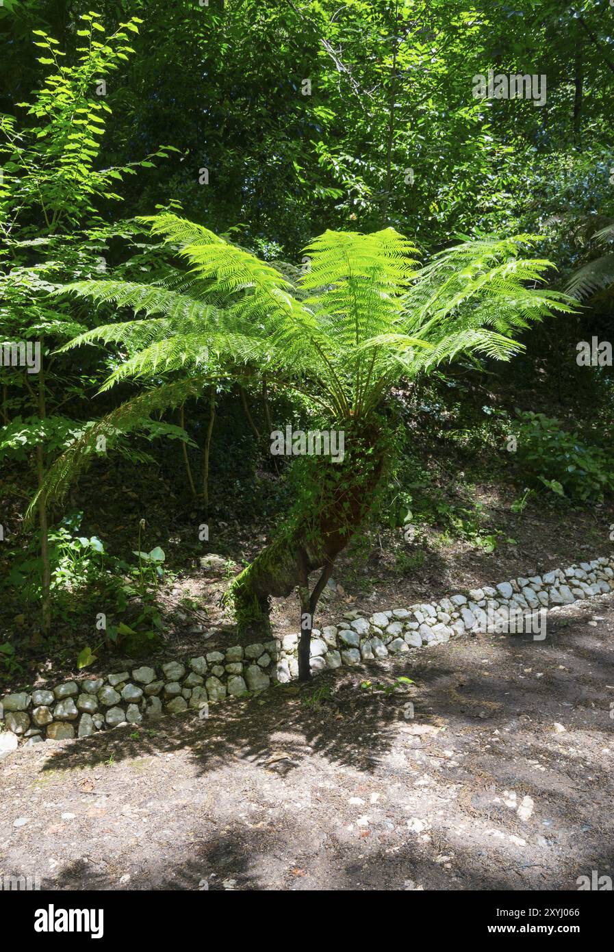 Farn im Schatten neben einem steinernen Weg in einem Wald, Baumfarn (Dicksonia antarctica), Mata Nacional do Bucaco, National-Wald von Bussaco, Bucaco Banque D'Images