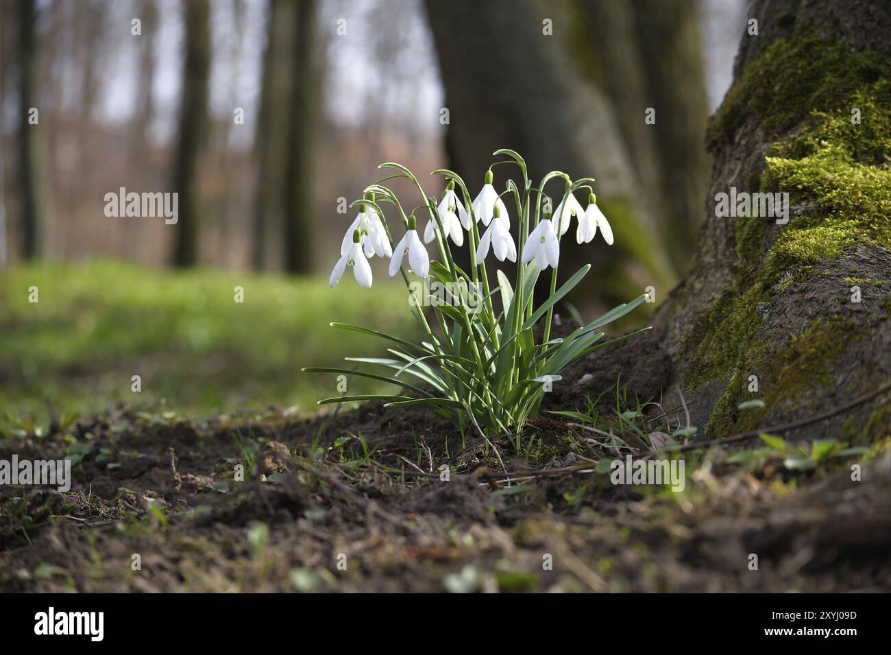 Un petit groupe de gouttes de neige est situé près de la base d'un tronc d'arbre couvert de mousse dans une forêt. L'arrière-plan de l'image crée un surréaliste et ha Banque D'Images