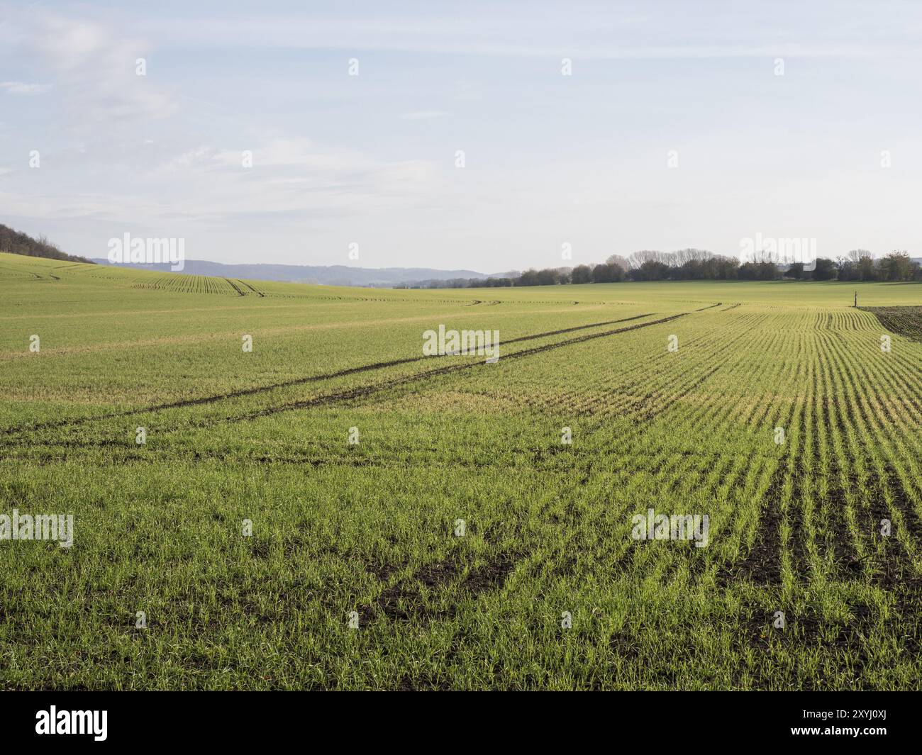 Champ en Thuringe avec de jeunes plants de céréales Banque D'Images