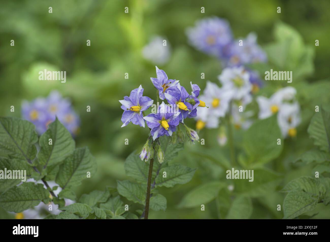 Plante de pomme de terre à fleurs, fleurs de pomme de terre. Gros plan les fleurs de légumes biologiques fleurissent dans le jardin Banque D'Images