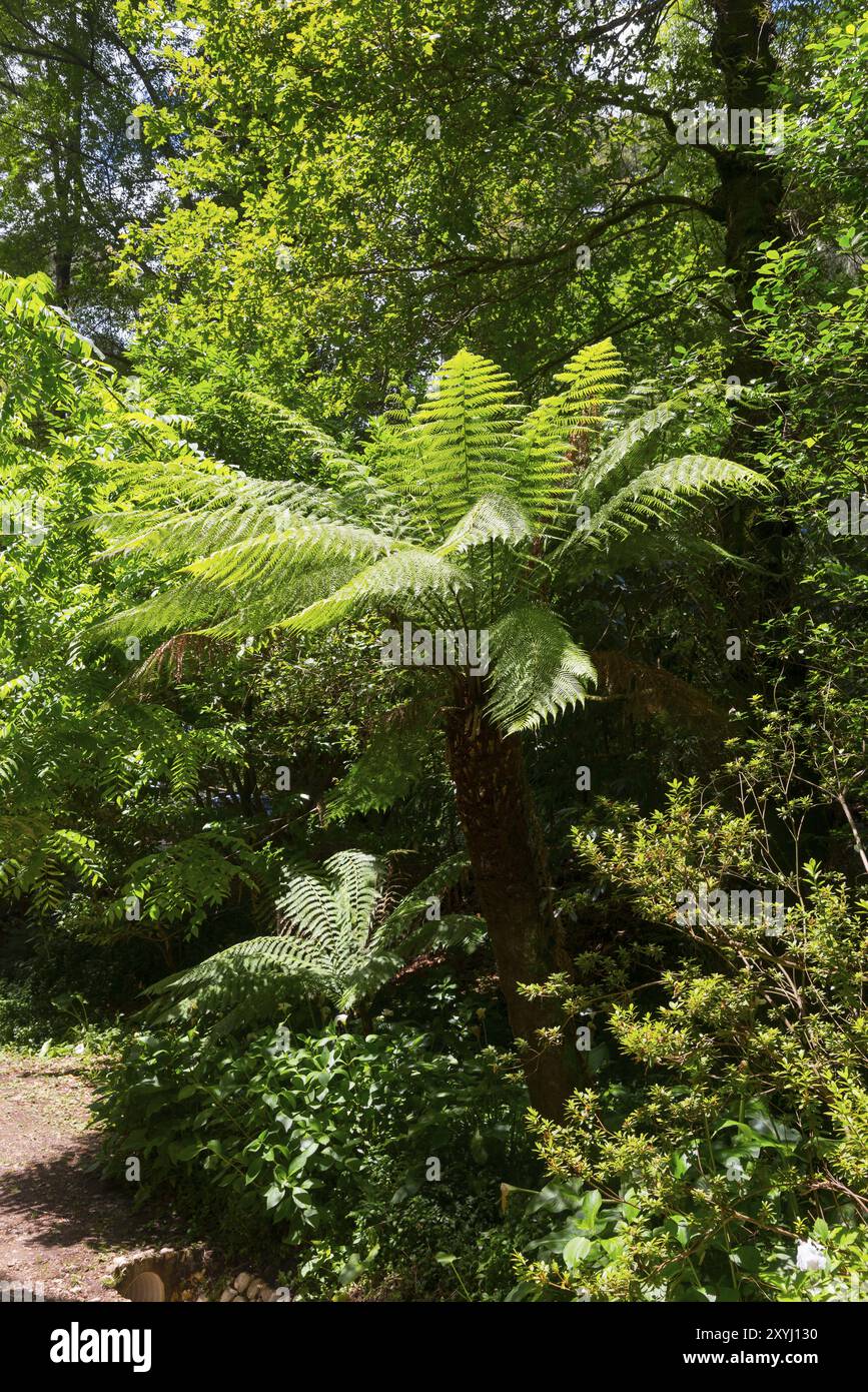 Grosser Farnbaum in einem sonnigen Wald mit dichtem Unterholz, Baumfarn (Dicksonia antarctica), Mata Nacional do Bucaco, National-Wald von Bussaco, BU Banque D'Images