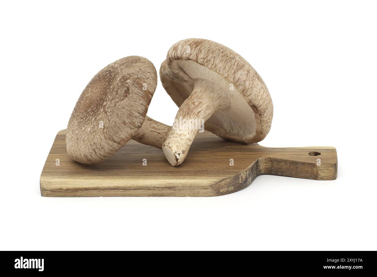 Champignons shiitake sur une planche à découper en bois en gros plan, isolés sur fond blanc. Herbes médicinales et champignons Banque D'Images