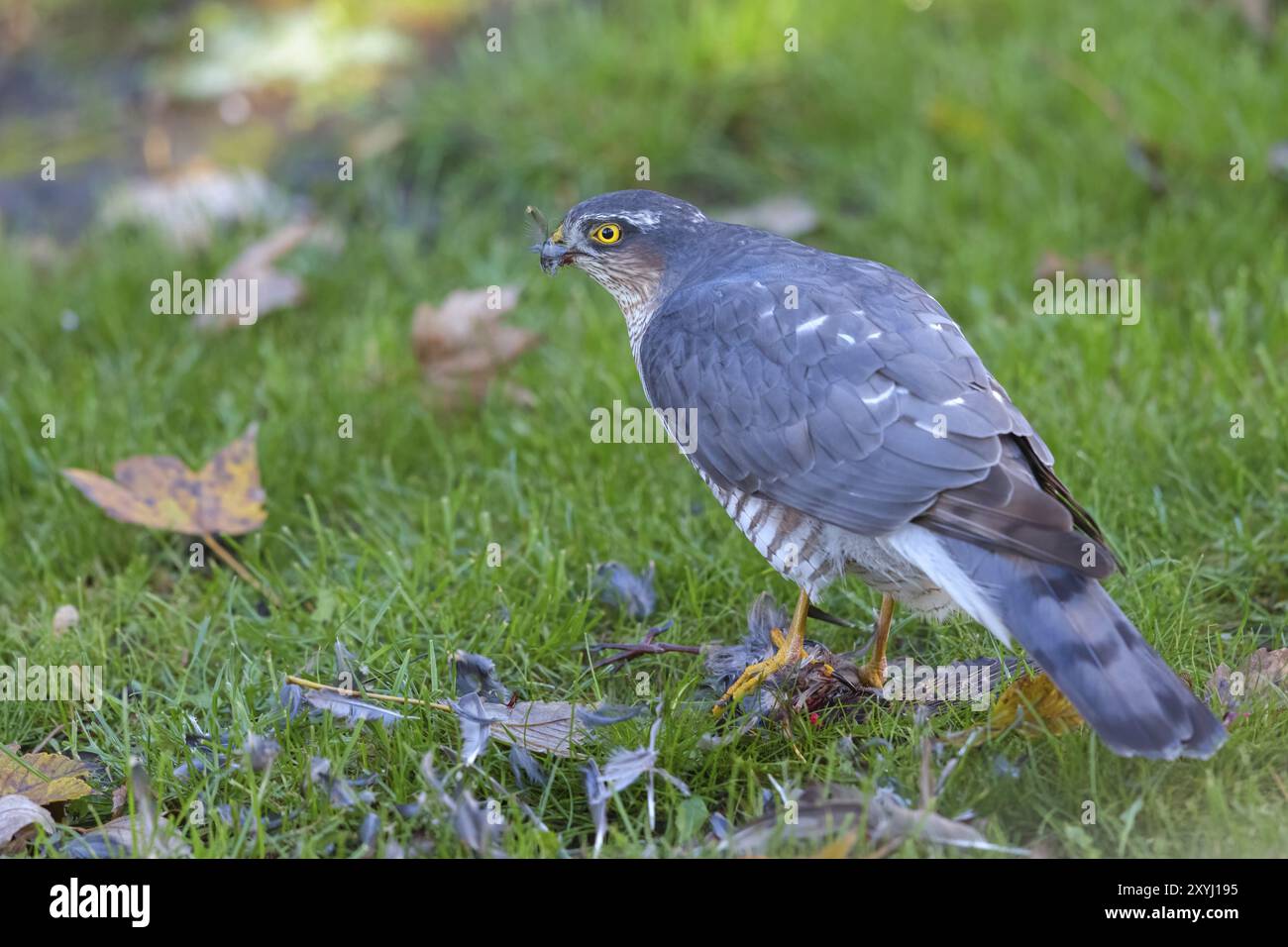 épave eurasienne (Accipiter nisus), Neuhofen, Rhénanie-Palatinat, Allemagne, Europe Banque D'Images