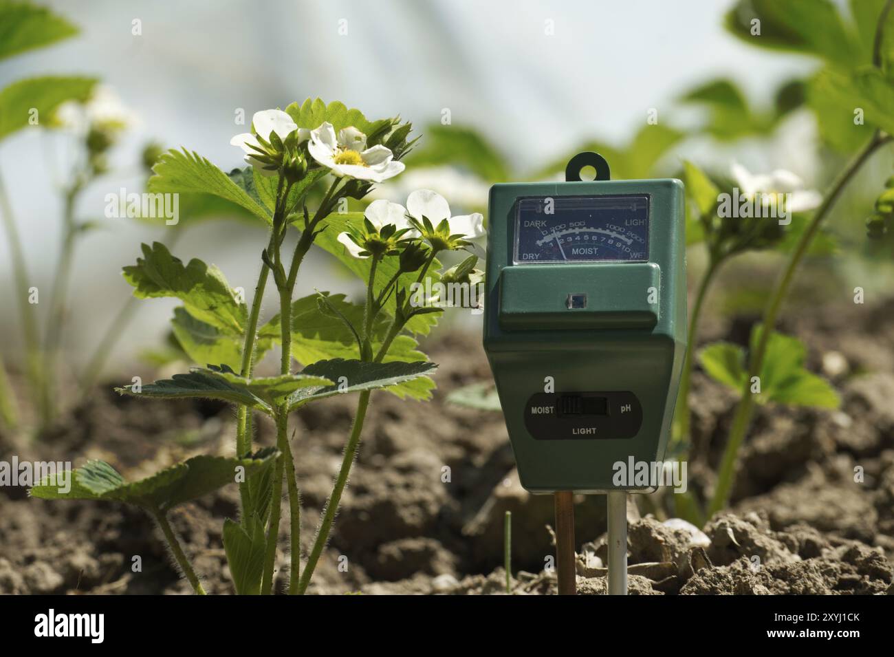 Humidité du sol, intensité lumineuse et mètre de test de pH parmi les plants de fraises en floraison Banque D'Images