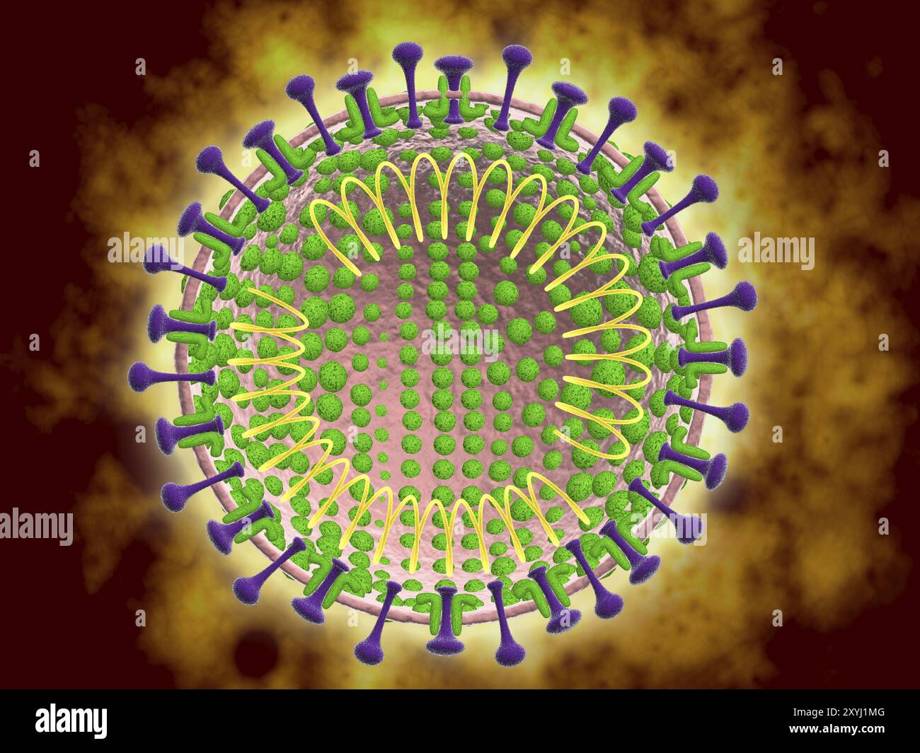 Image conceptuelle du coronavirus. Les coronavirus infectent principalement les voies respiratoires supérieures et gastro-intestinales Banque D'Images