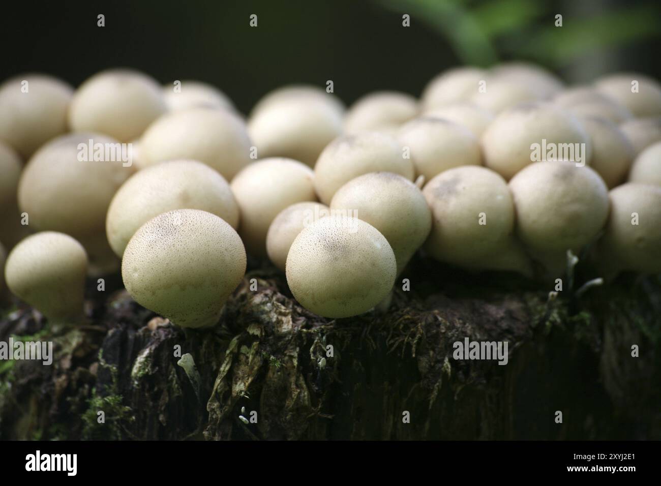 Ces champignons non comestibles poussent généralement en grandes quantités sur du bois pourri Banque D'Images