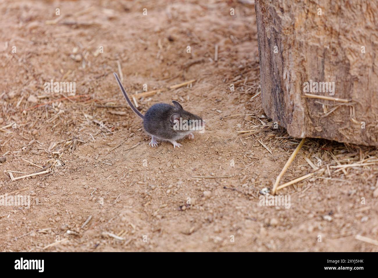 La souris sylvestre (Peromyscus maniculatus) rongeur originaire d'Amérique du Nord, souvent appelé le nord-américain deermouse Banque D'Images