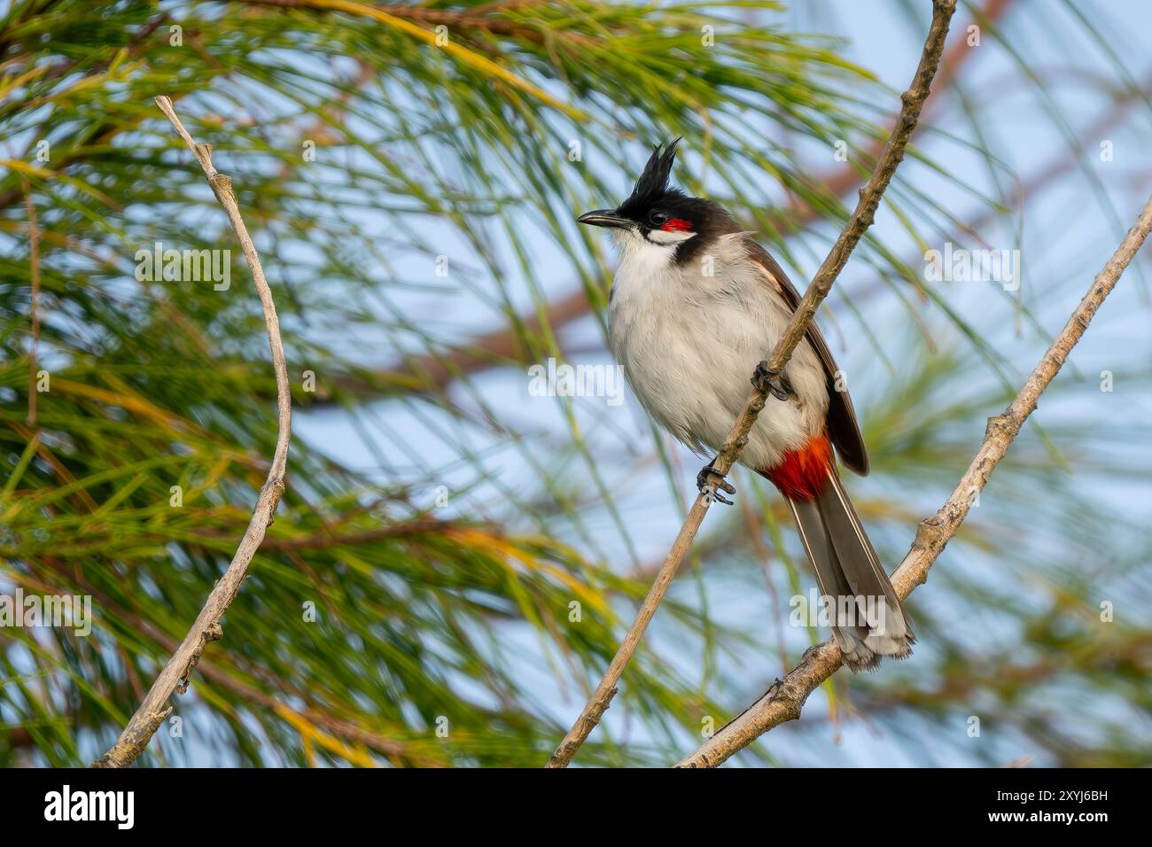 Bulbul à moussettes rouges - Pycnonotus jocosus, bel oiseau perché coloré des forêts, buissons et jardins d'Asie du Sud, île Maurice. Banque D'Images