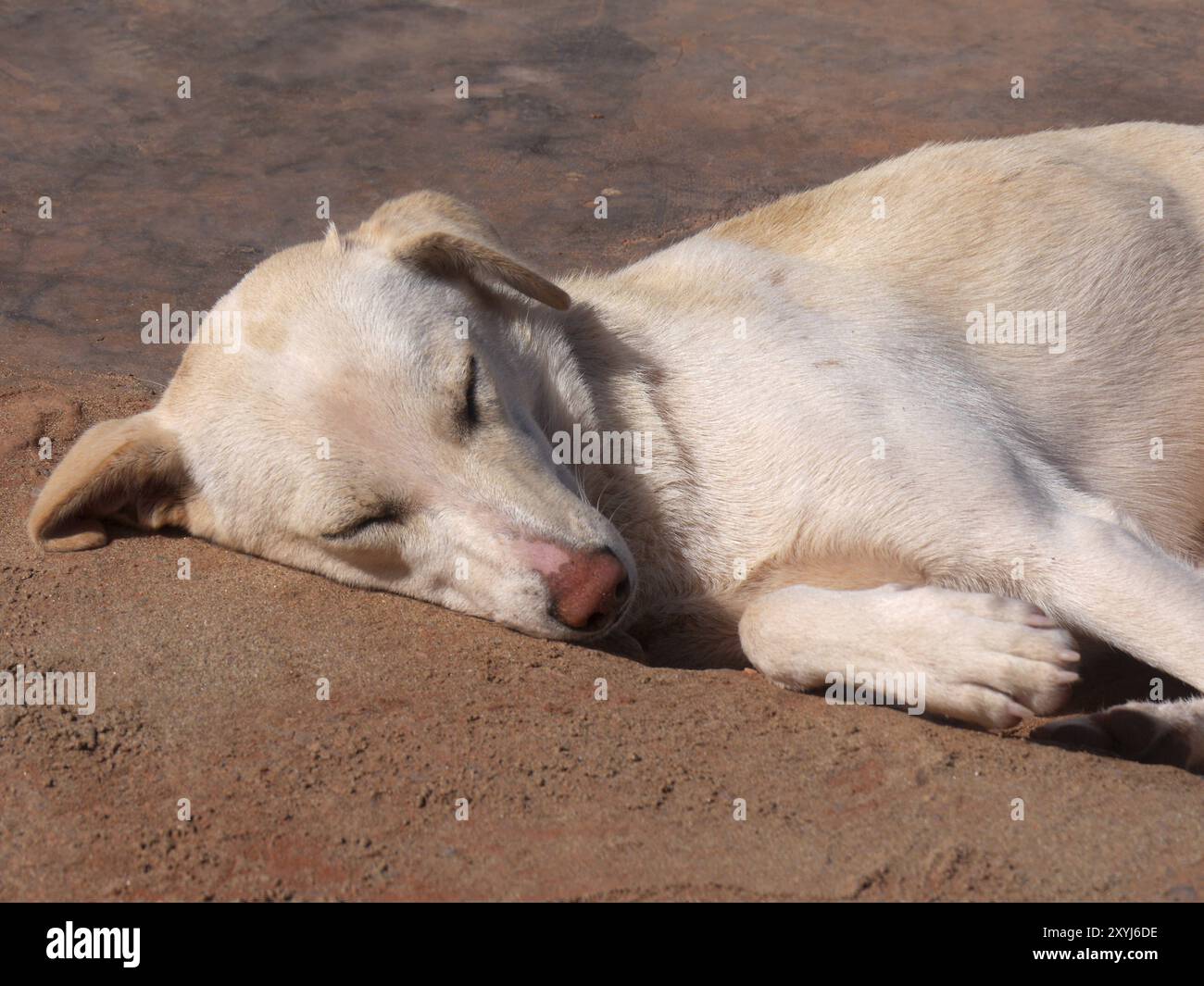 Chien sauvage endormi sur la plage de Leghzira au Maroc Banque D'Images