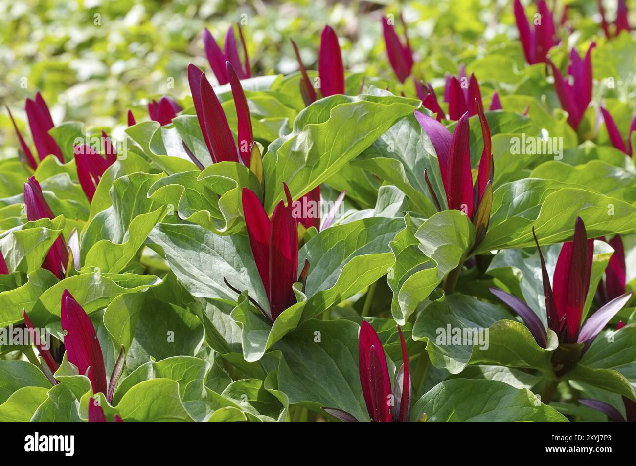 Trèfle pied, Trillium kurabayashii plante de fleur rouge, le géant violet wakerobin Banque D'Images