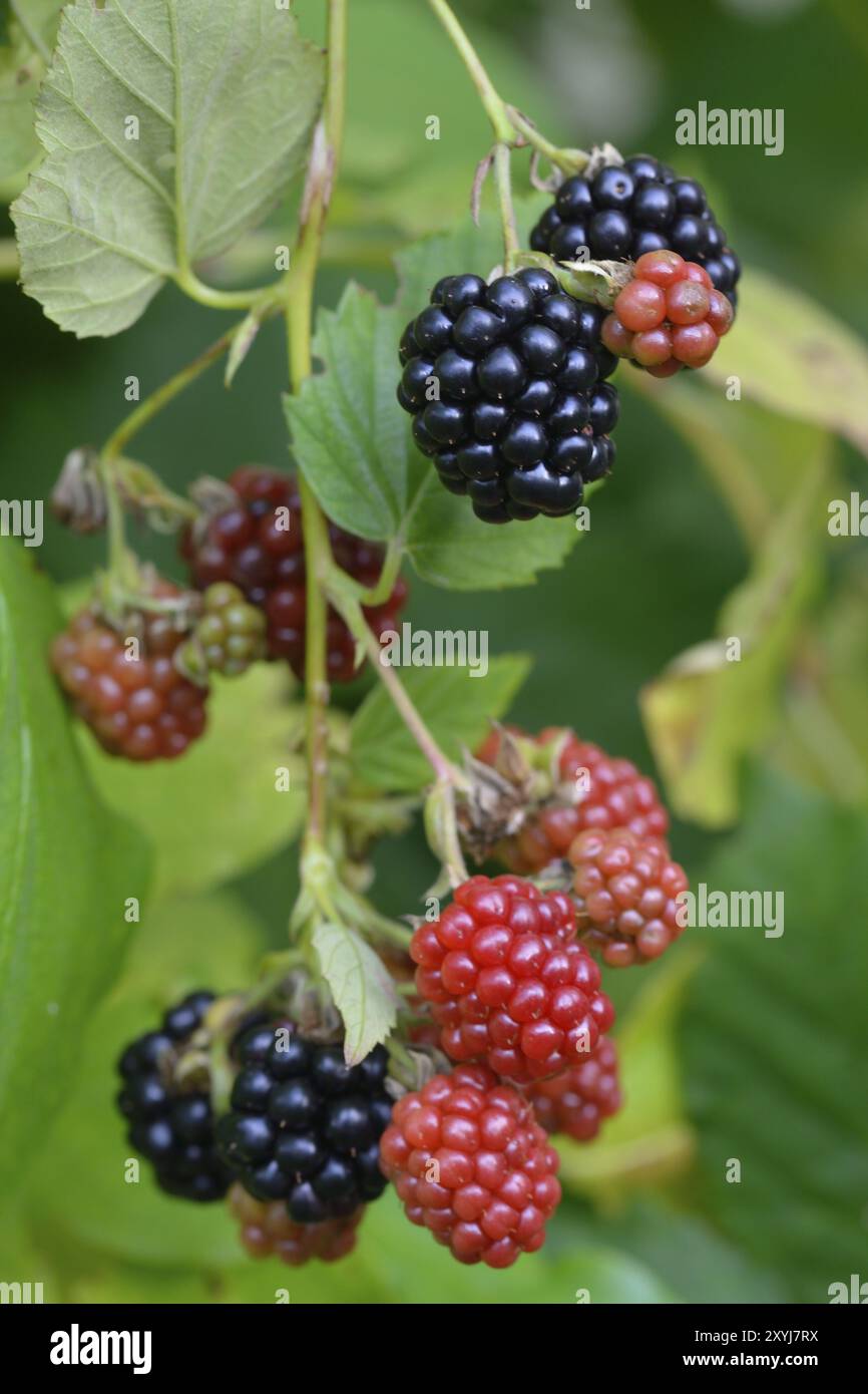 Mûres sur un arbuste Banque D'Images