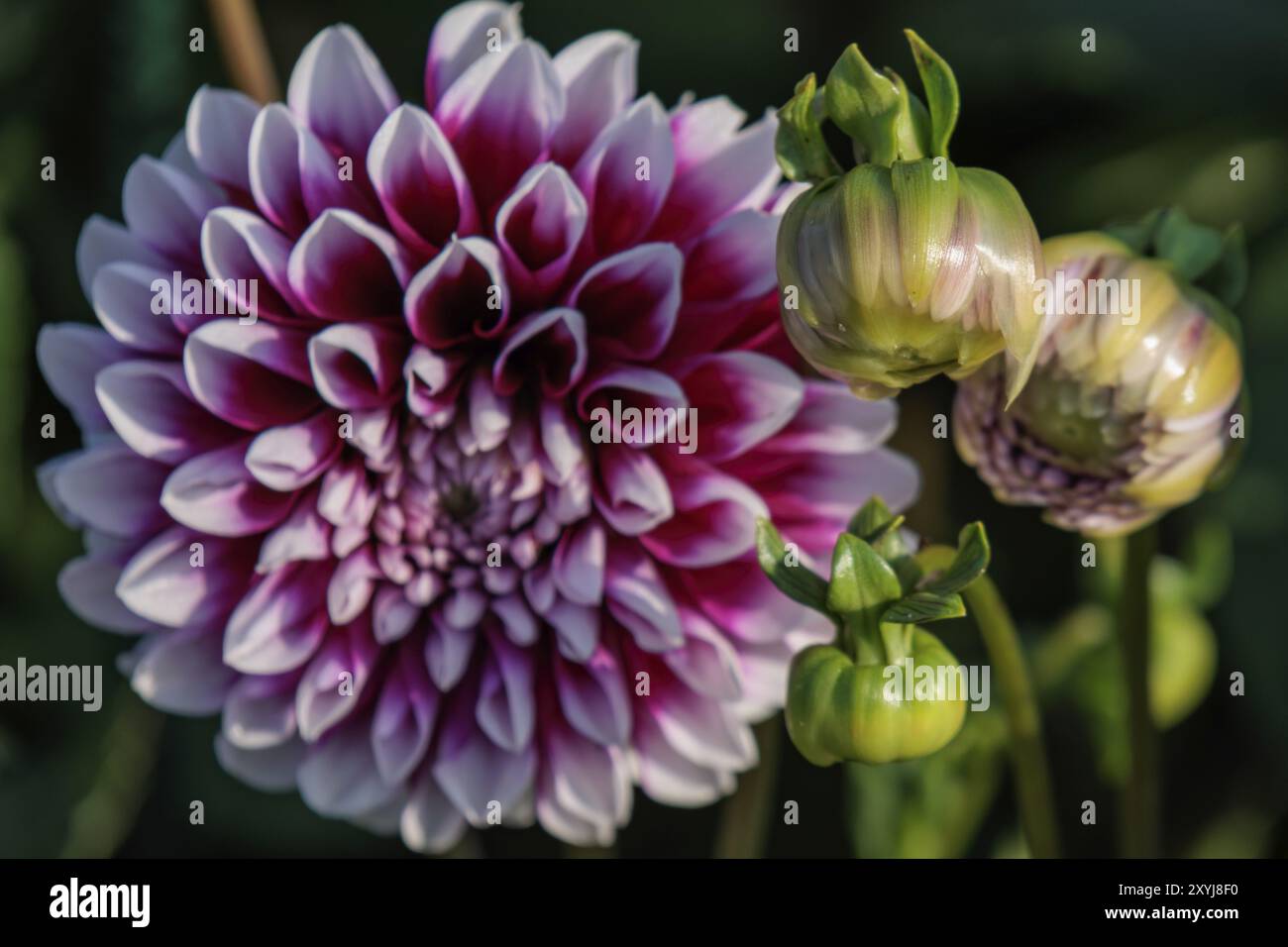 Fleur de dahlia pourpre avec des bourgeons fermés sur un fond sombre, legden, Muensterland, allemagne Banque D'Images