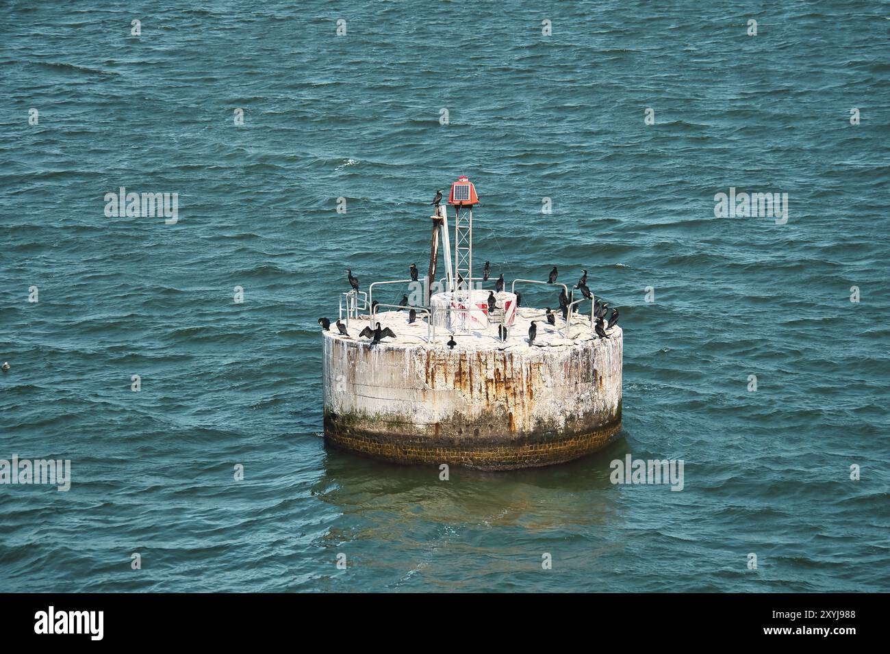 Groupe Cormorant sur l'île de béton dans la mer. Chasseurs de poissons au repos. Plumage noir. Photo d'animal Banque D'Images