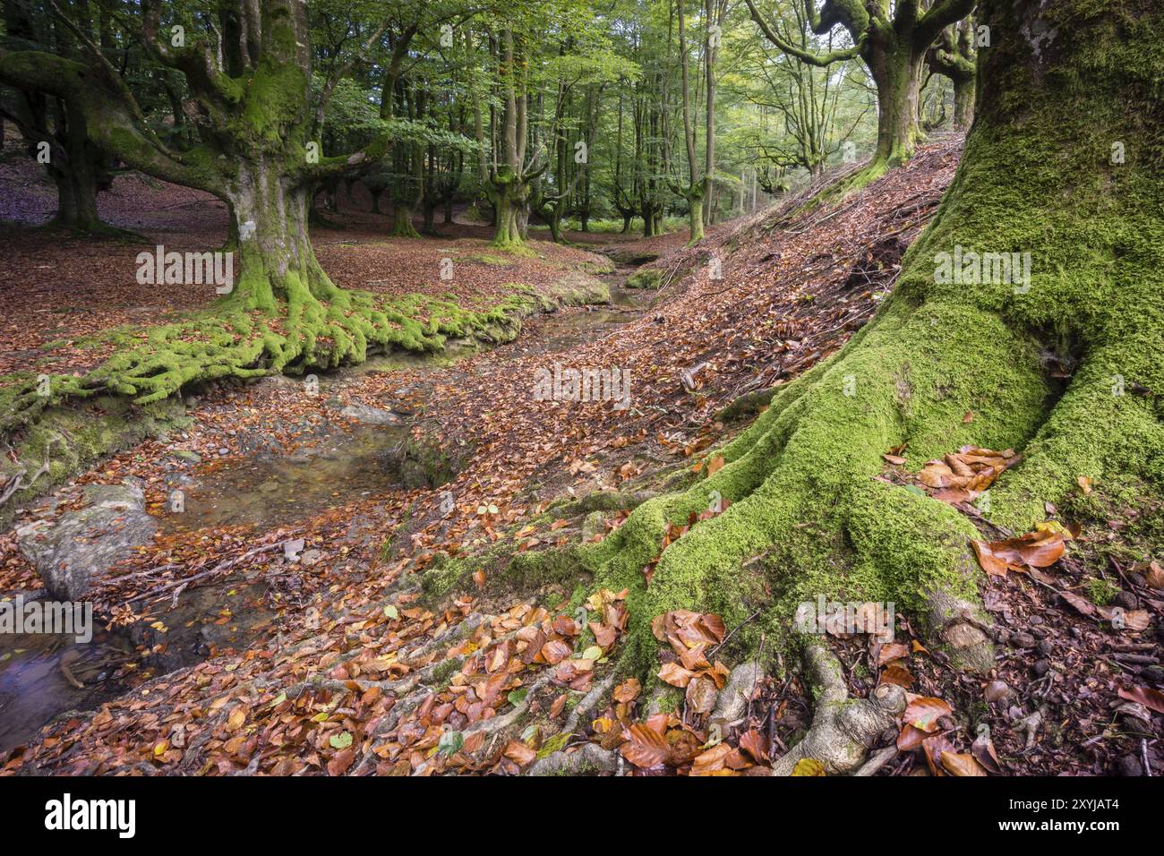 Hayedo de Otzarreta, fagus Sylvatica, parque Natural Gorbeia, Alava- Vizcaya, Euzkadi, Espagne, Europe Banque D'Images