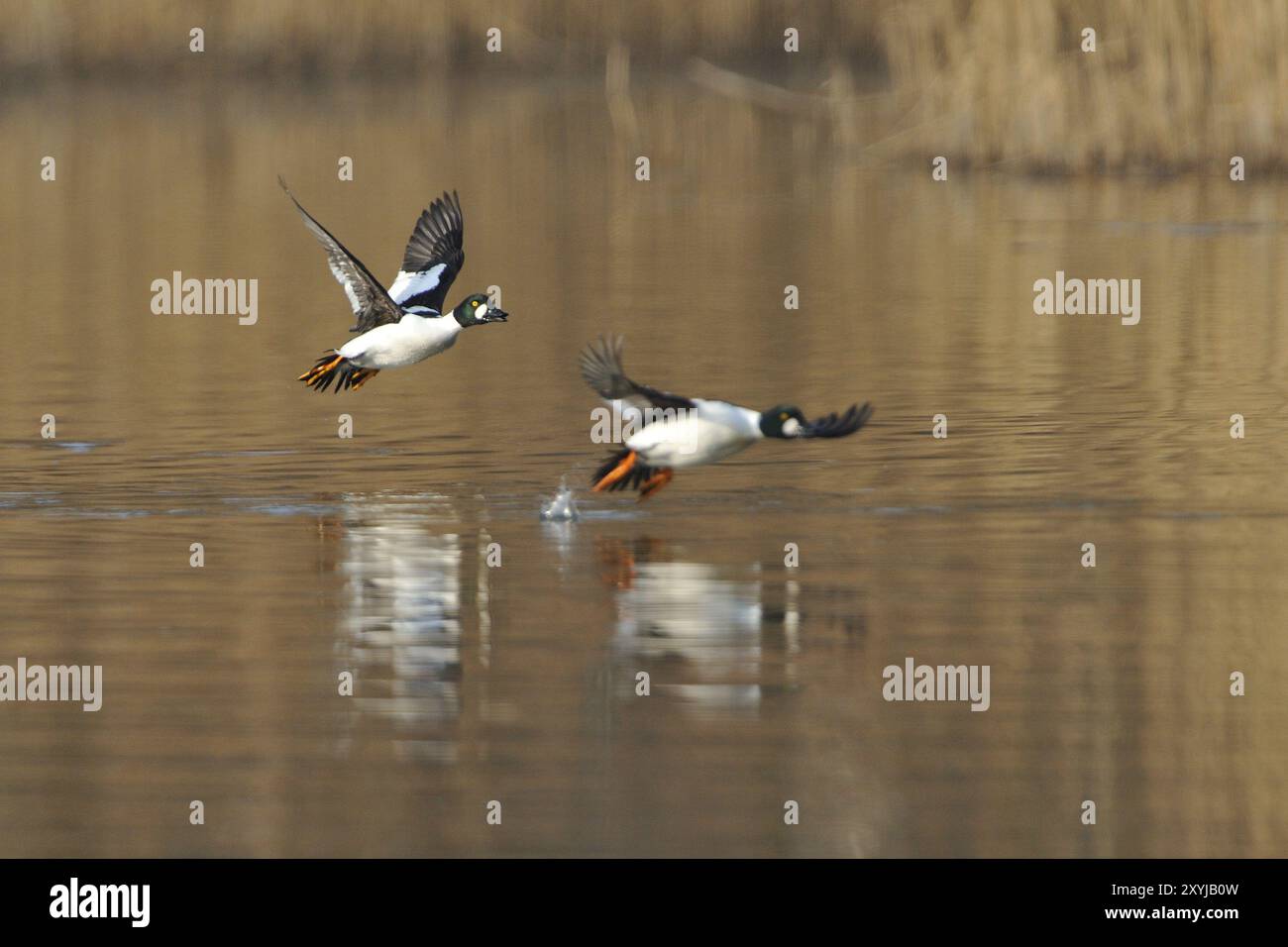 Mâle de canard GoldenEye en vol, Bucephala clangula, mâle de canard Goldeneye commun Banque D'Images