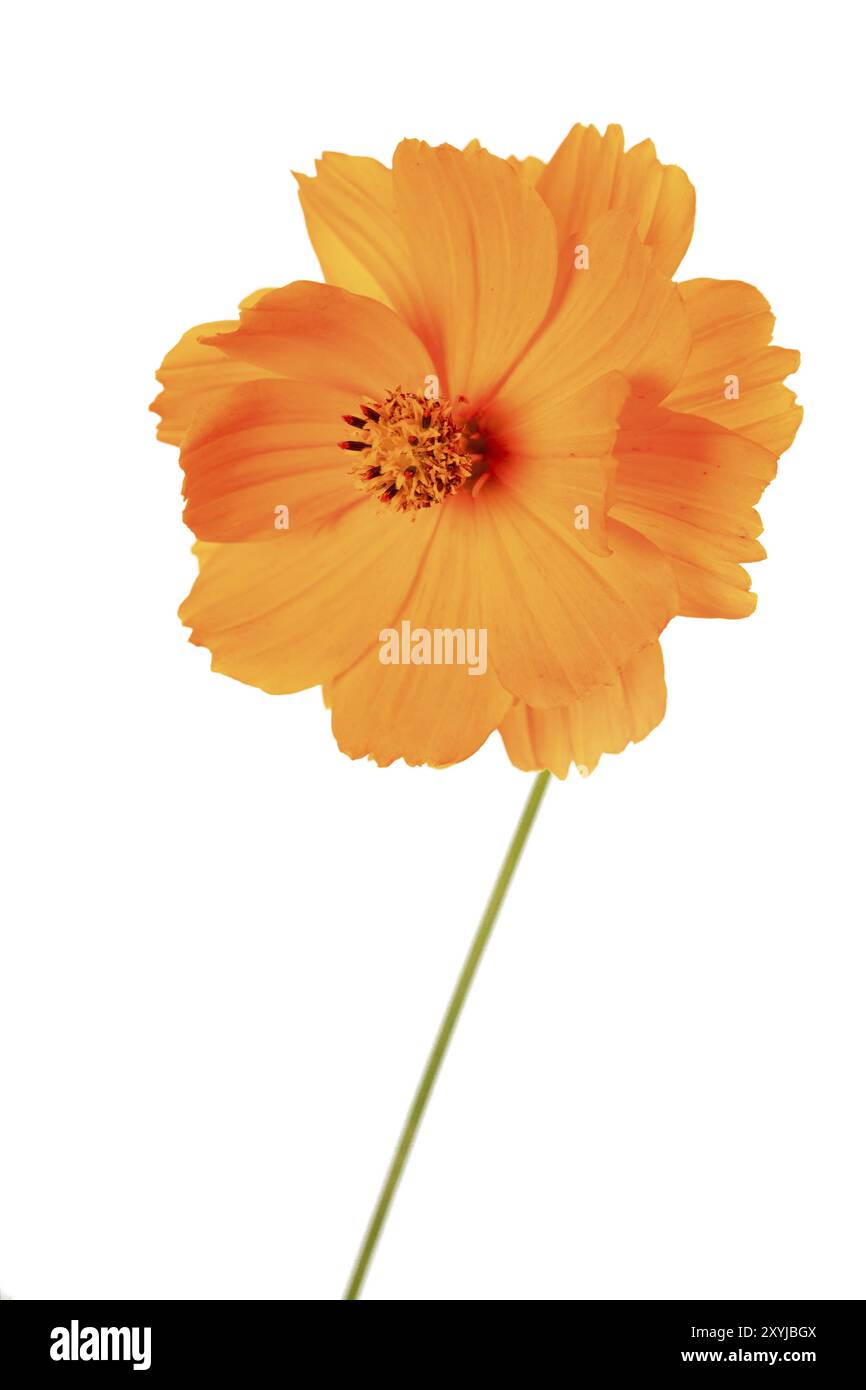 Oeil de fille (Coreopsis grandiflora), recadré Banque D'Images