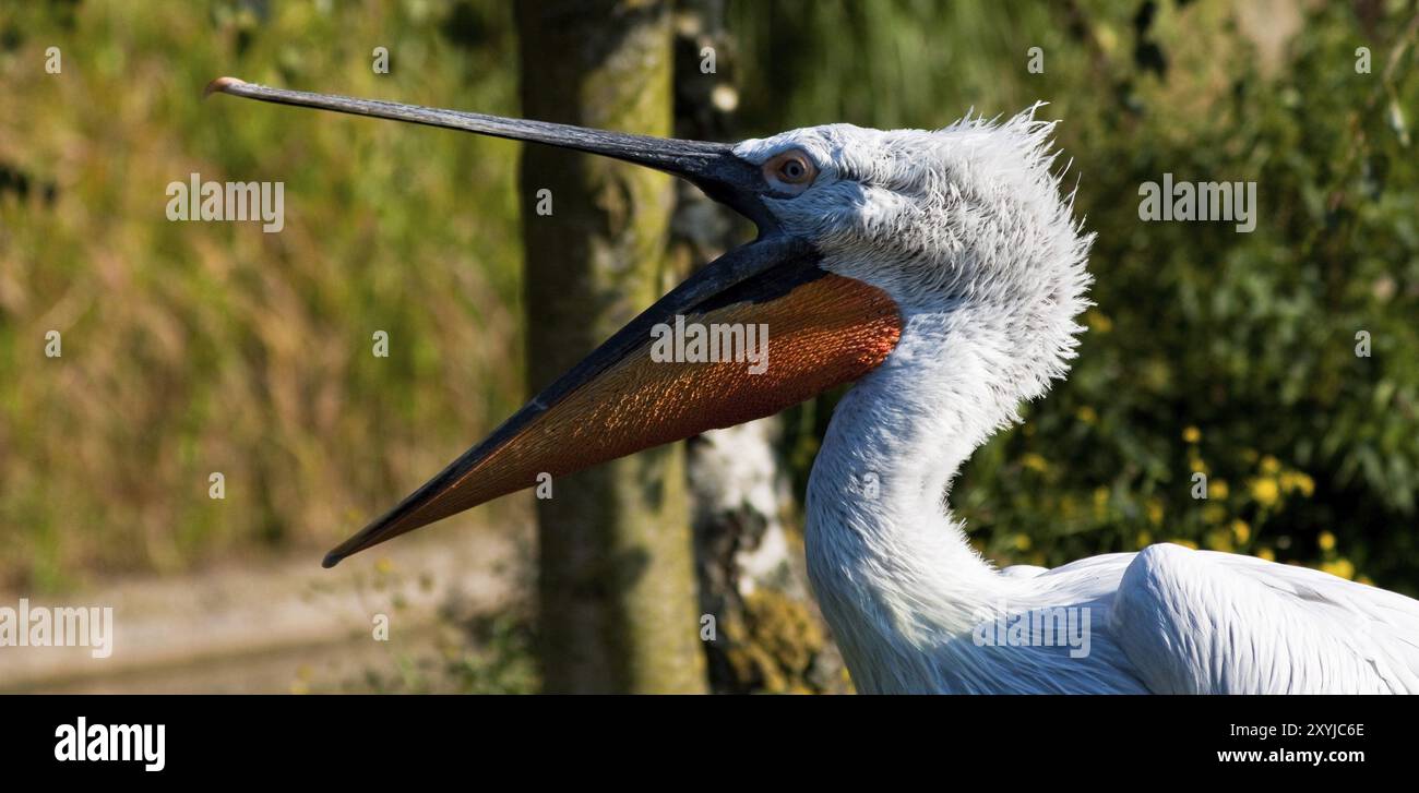 Pélican dalmatien, habitat du sud-est de l'Europe et de l'Asie centrale jusqu'à la Mongolie Banque D'Images