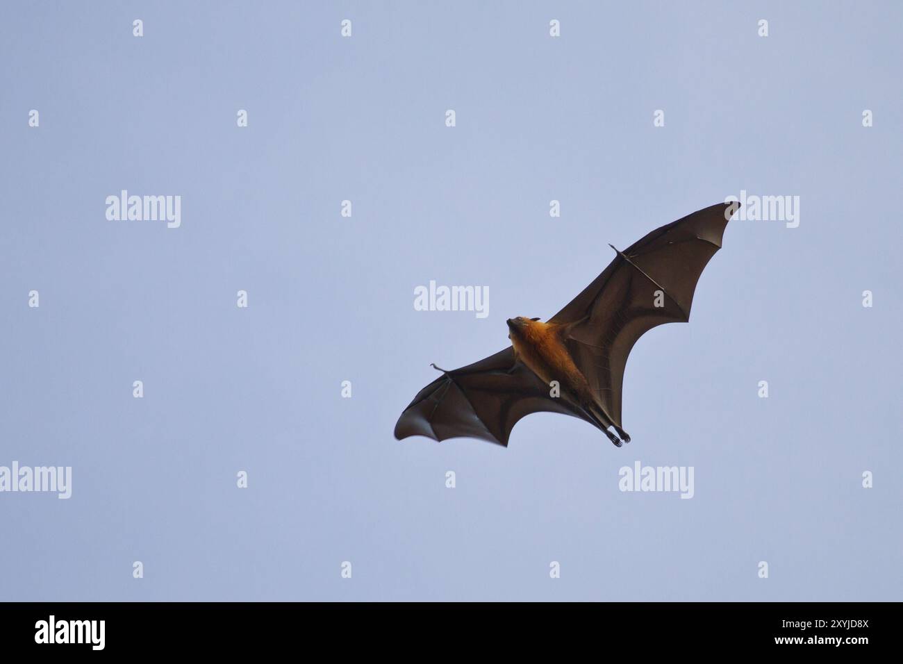 Chauve-souris aux fruits des Seychelles, Pteropus seychellensis, chauve-souris aux fruits des Seychelles Banque D'Images