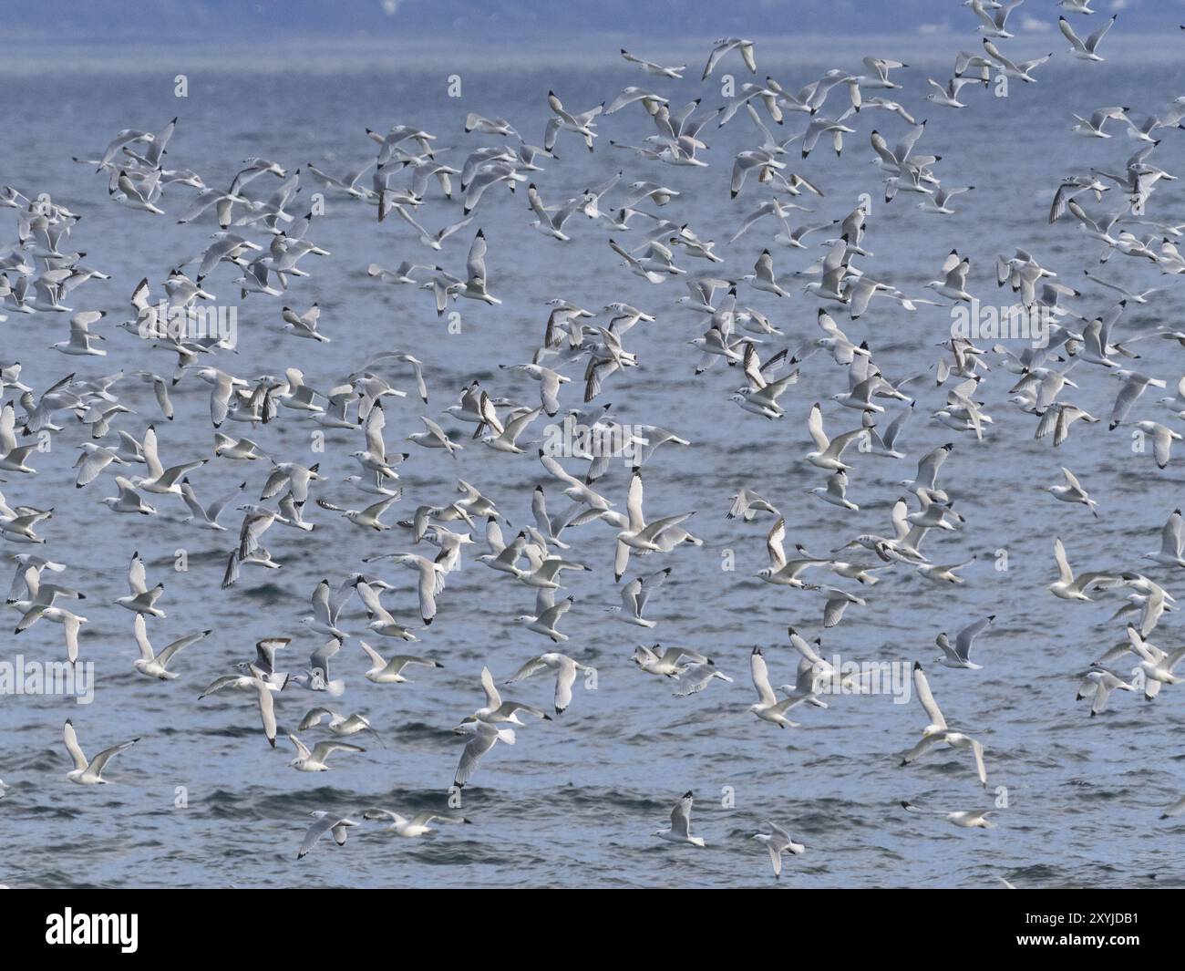 Kittiwake à pattes noires (Rissa tridactyla), troupeau volant au large des roches côtières de l’océan Arctique, à côté de la colonie de reproduction, mai, fjord de Varanger, Norvège, E Banque D'Images