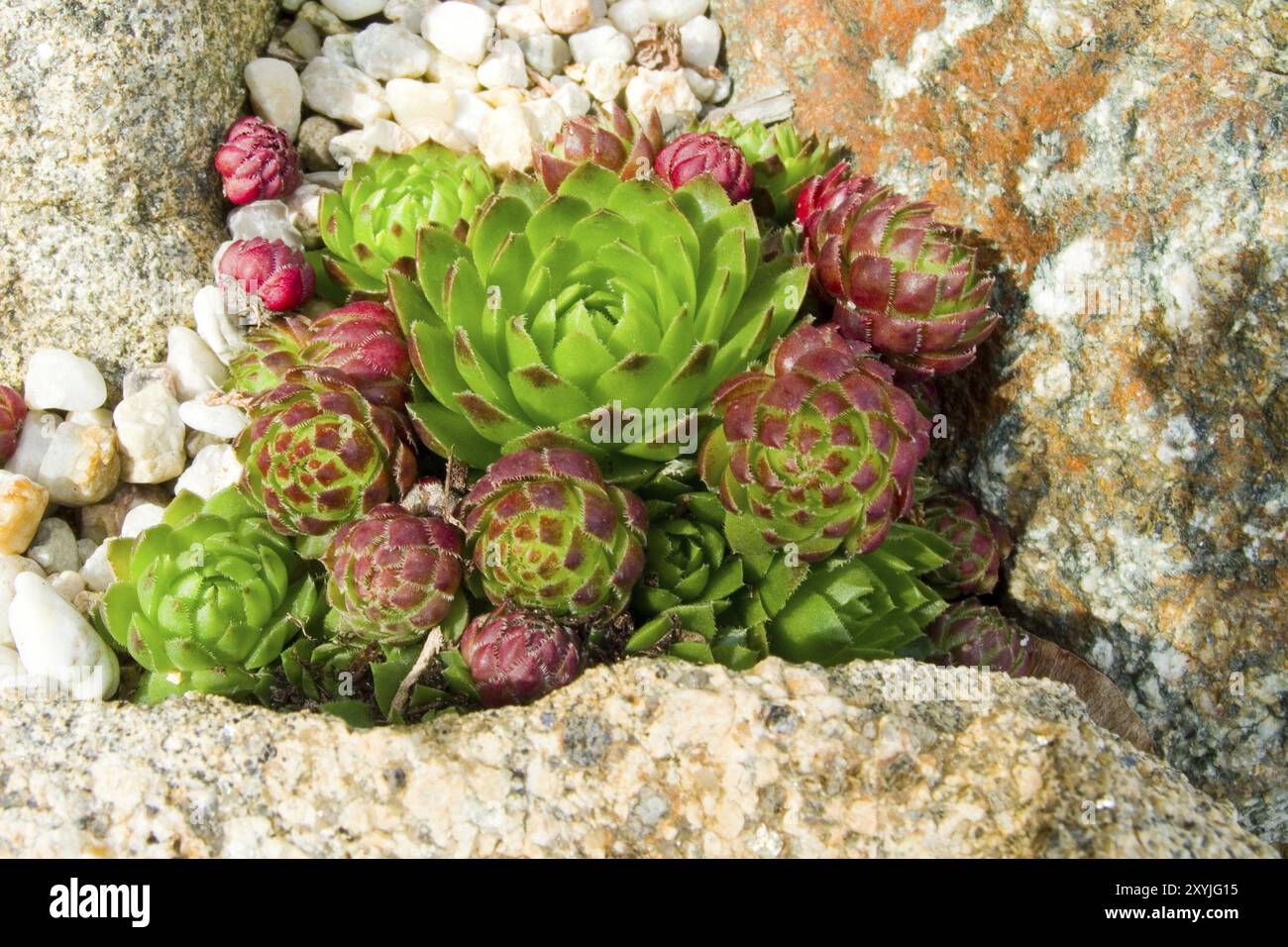 Houseleek, Sempervivum, tectorum Banque D'Images