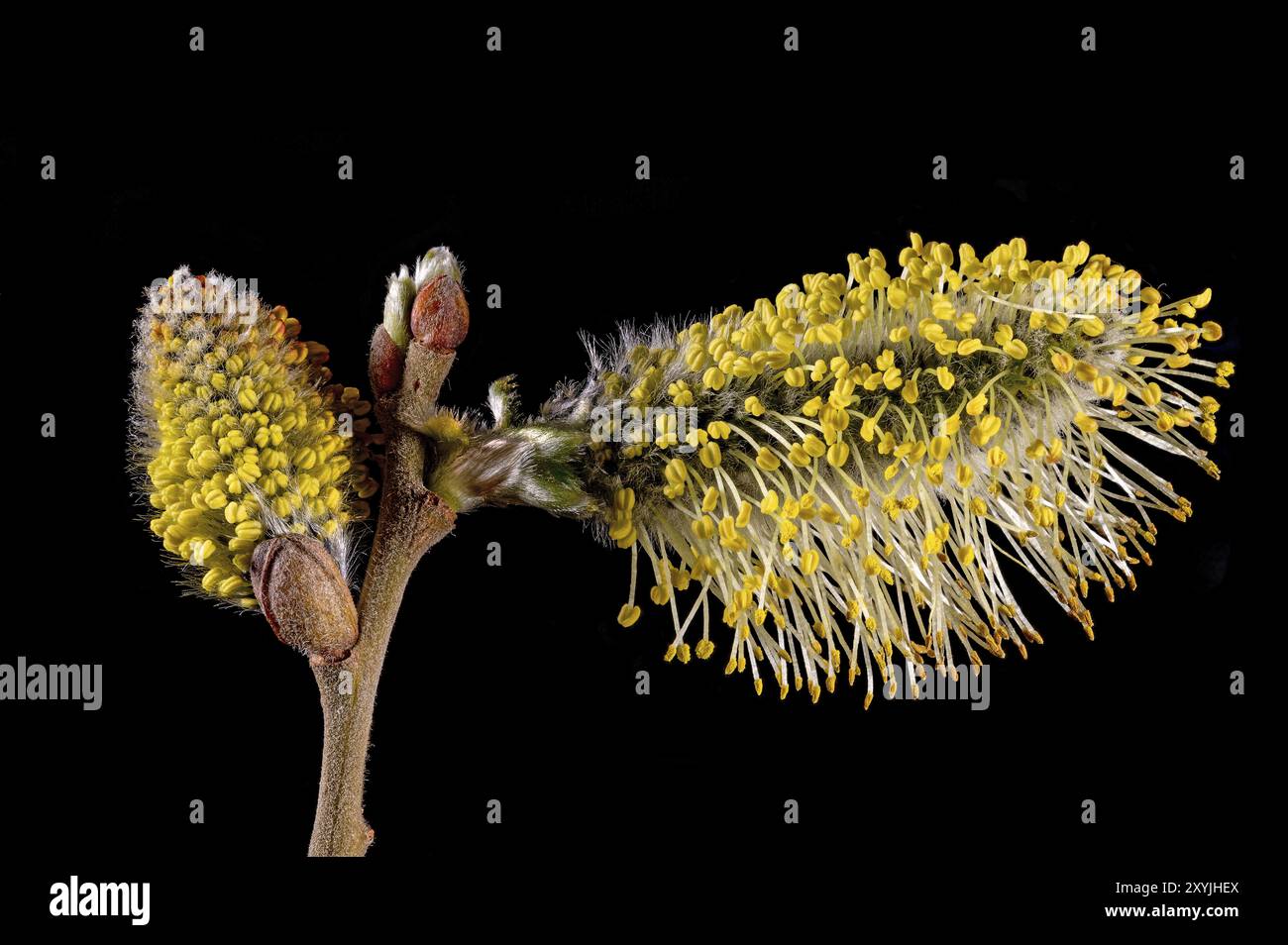 Plans macro de fleurs d'un saule avec des récipients de poussière coupés sur noir Banque D'Images