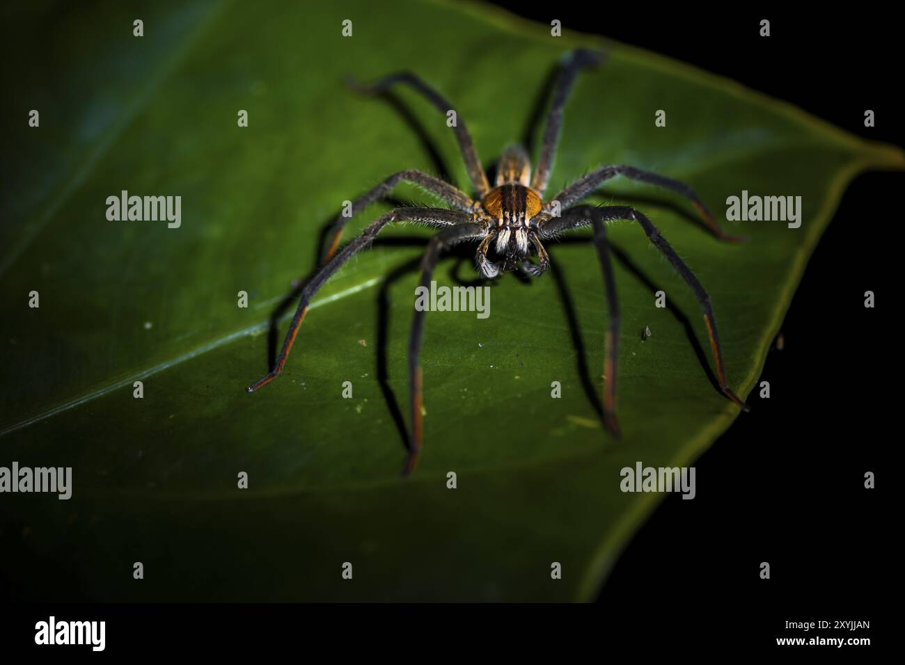 Araignée à peigne Getazi ou araignée banane Getazi (Cupiennius tazi), mâle adulte assis sur une branche la nuit, province d'Alajuela, Costa Rica, Amérique centrale Banque D'Images