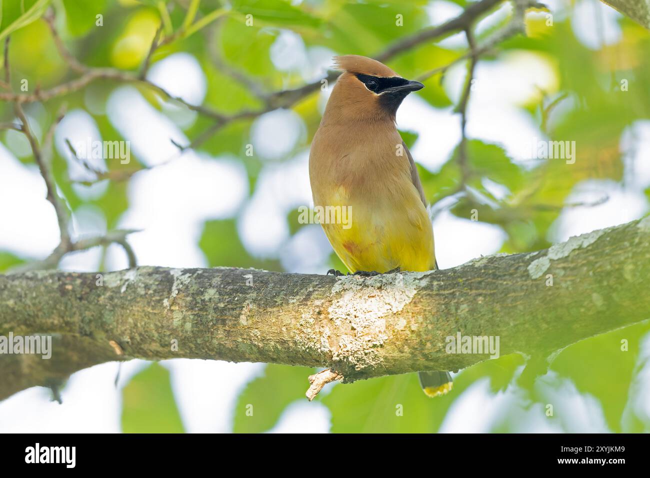 Épilation de cèdre adulte (Bombycilla cedrorum) perchée sur une branche. Banque D'Images